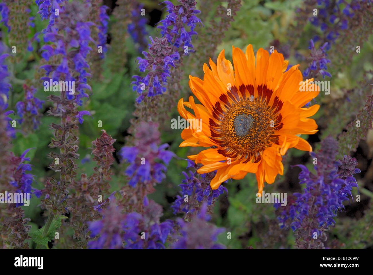 Fleur orange à l'arrière-plan de fleurs bleues Banque D'Images