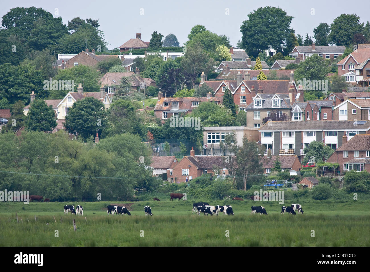 Champ de bovins frisésiens Holstein proche du développement du logement dans le West Sussex, Angleterre, Royaume-Uni Banque D'Images