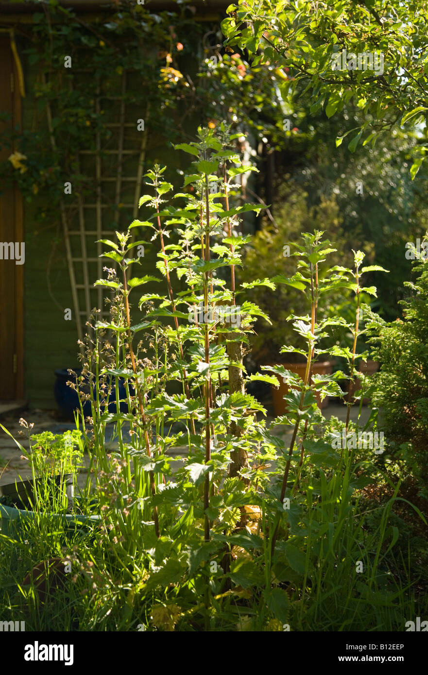 Orties poussant dans un jardin anglais. Le Dorset. UK. Banque D'Images