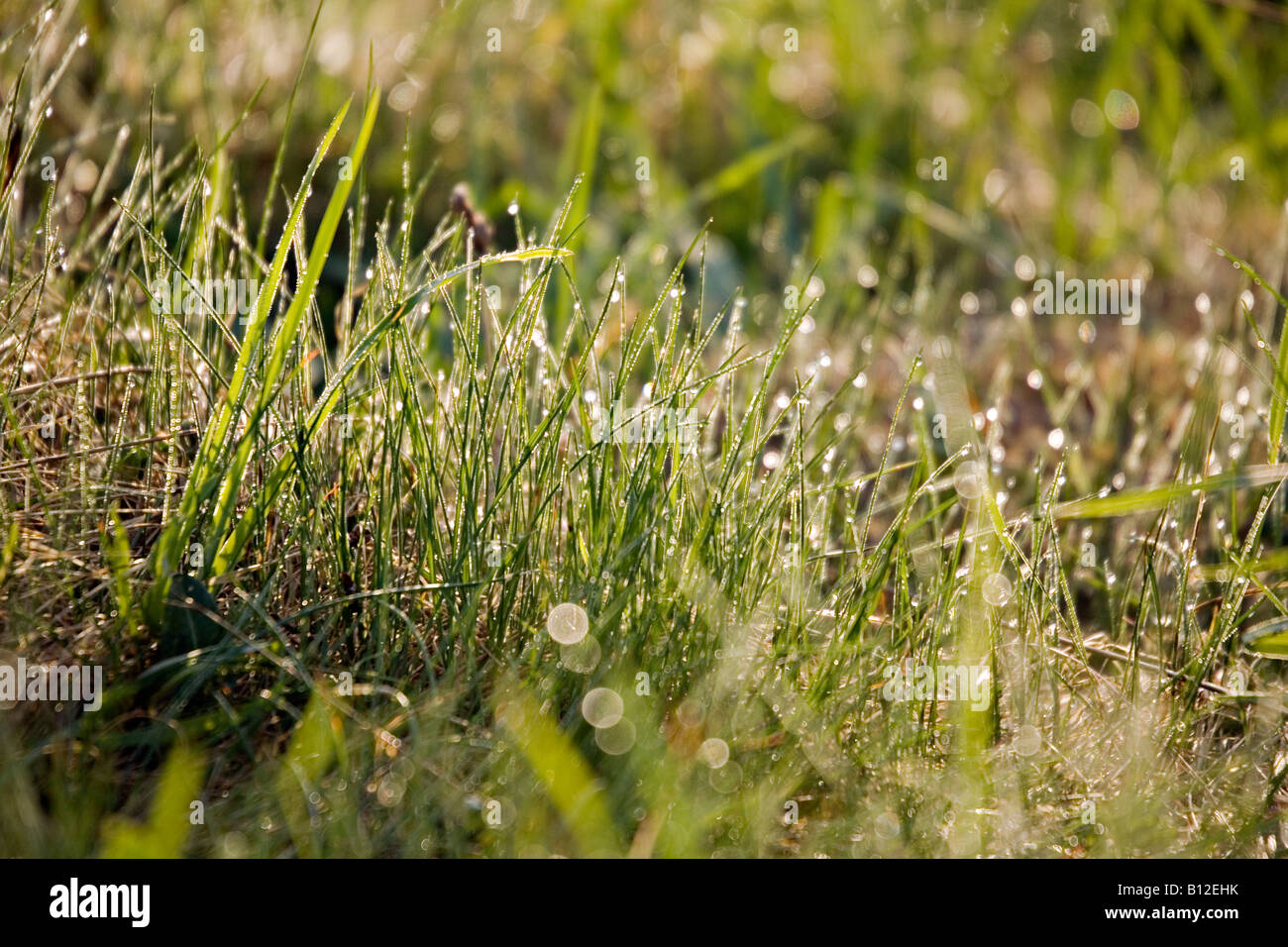 La rosée du matin sur l'herbe Banque D'Images