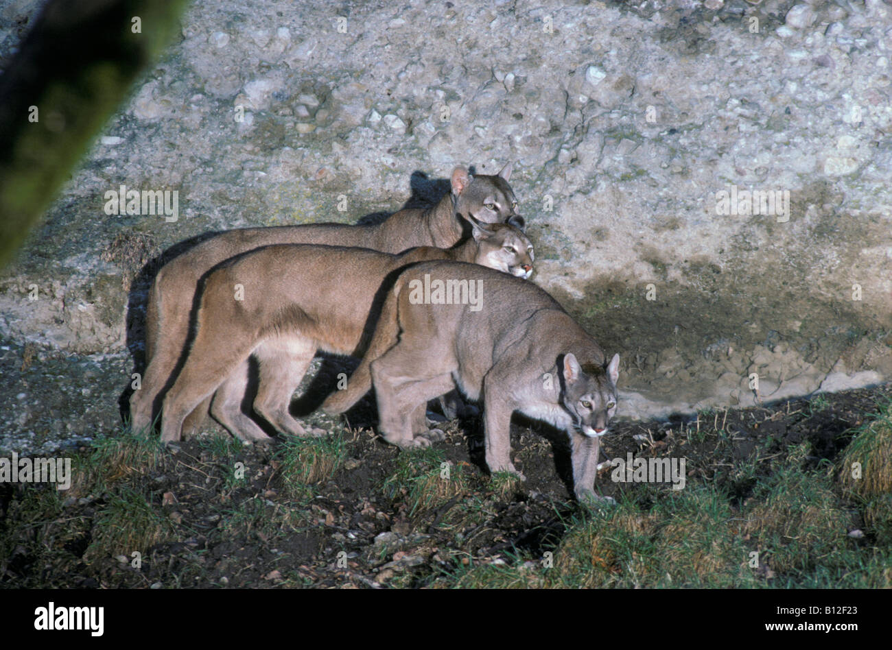 Les Lions de montagne Puma concolor mère et youngs également connu sous le nom de Cougar ou Puma Panther Autriche Salzburg zoo captive les adultes adultes un Banque D'Images