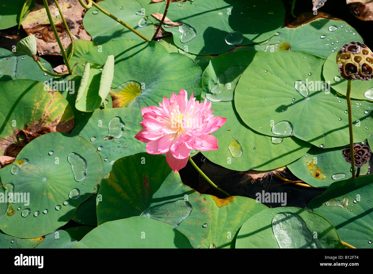 Lotus Banque D'Images