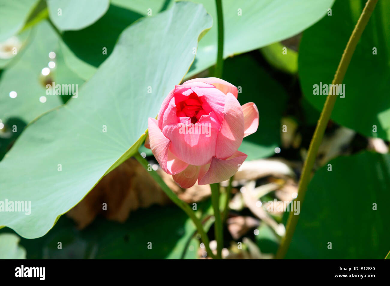 Lotus Banque D'Images