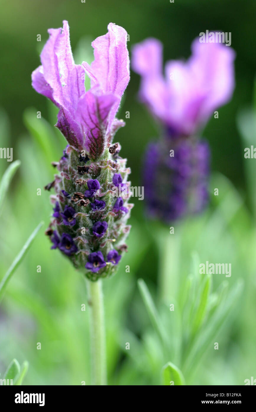 Lavande française (Lavandula stoechas) Banque D'Images