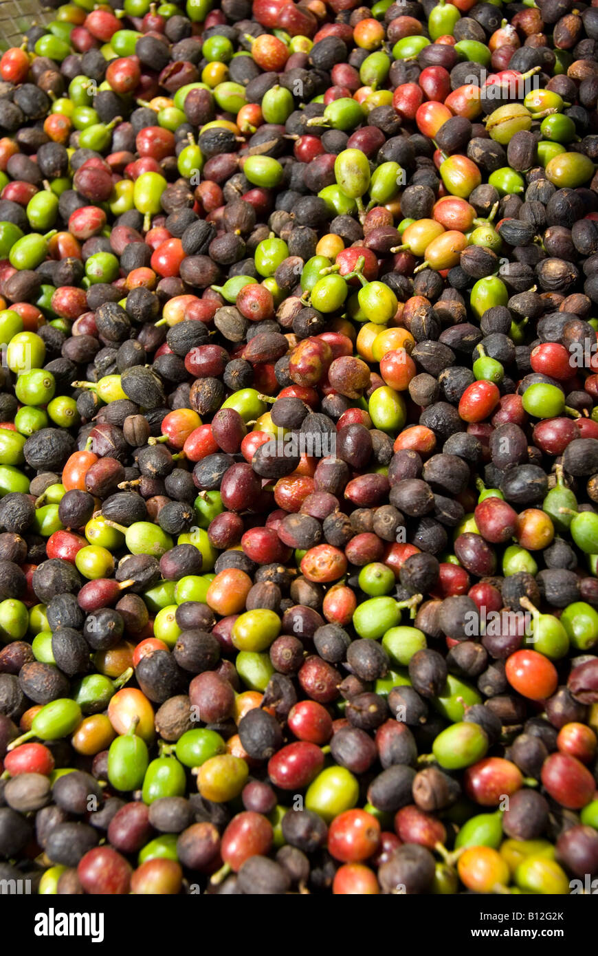 Les grains de café sont séchées au soleil à Sao Joaozinho s farm Espirito Santo do Pinhal Etat de Sao Paulo, Brésil 09 14 04 Banque D'Images