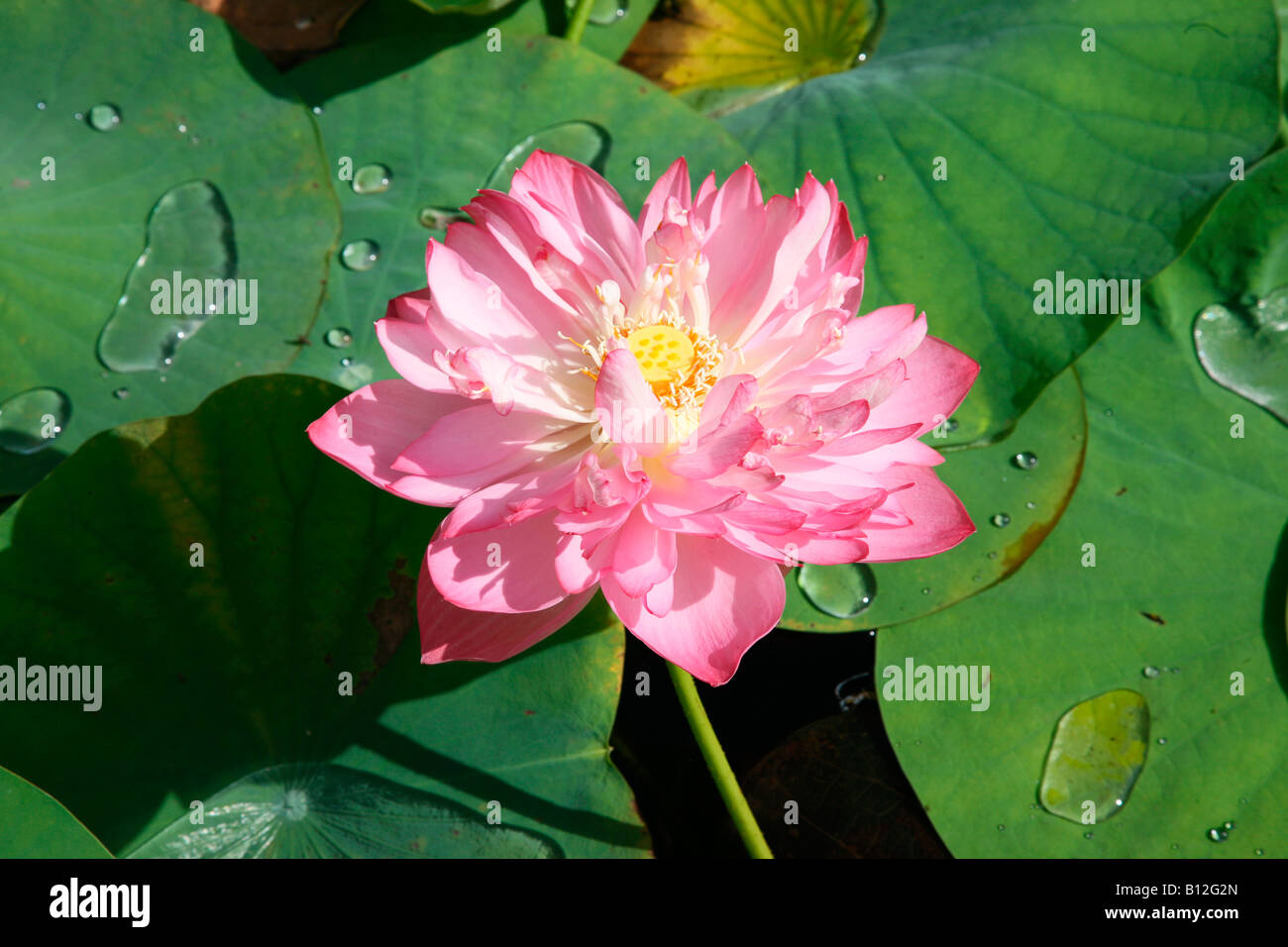 Lotus Banque D'Images