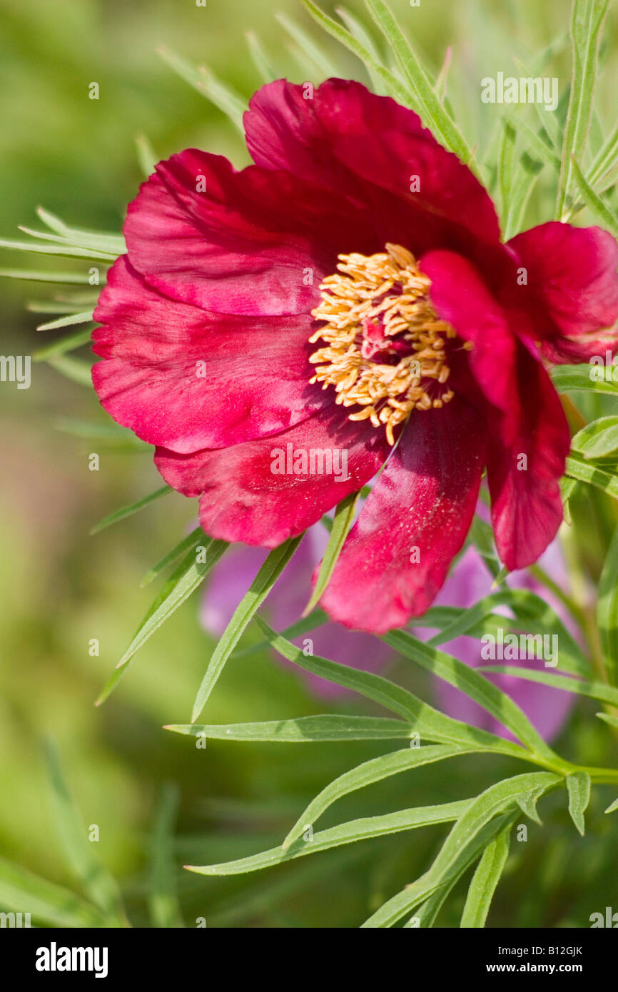 Pivoine arbustive Paeonia delavayi, Banque D'Images