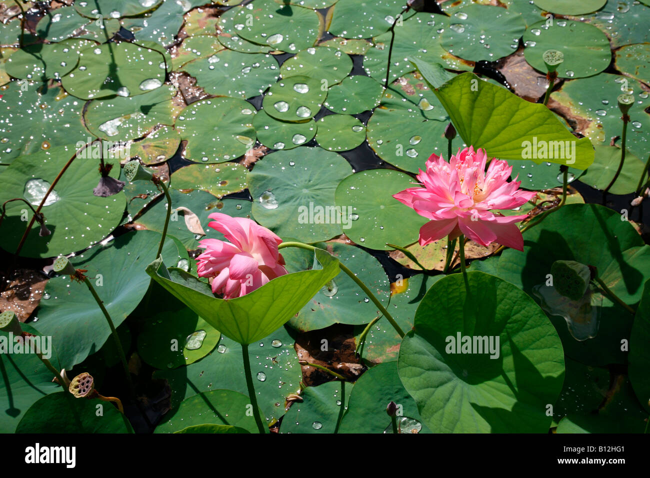 Lotus Banque D'Images