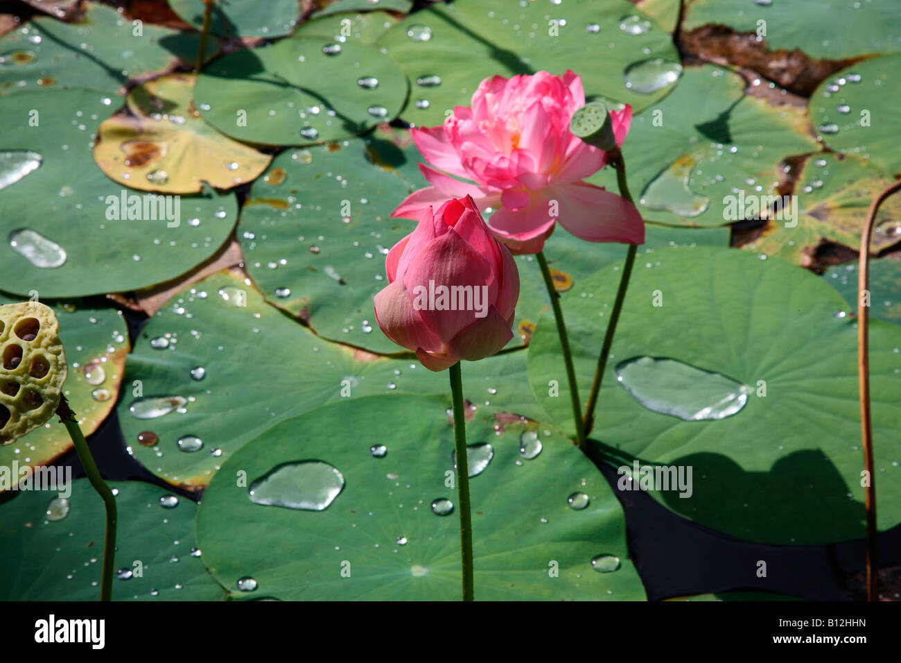 Lotus Banque D'Images