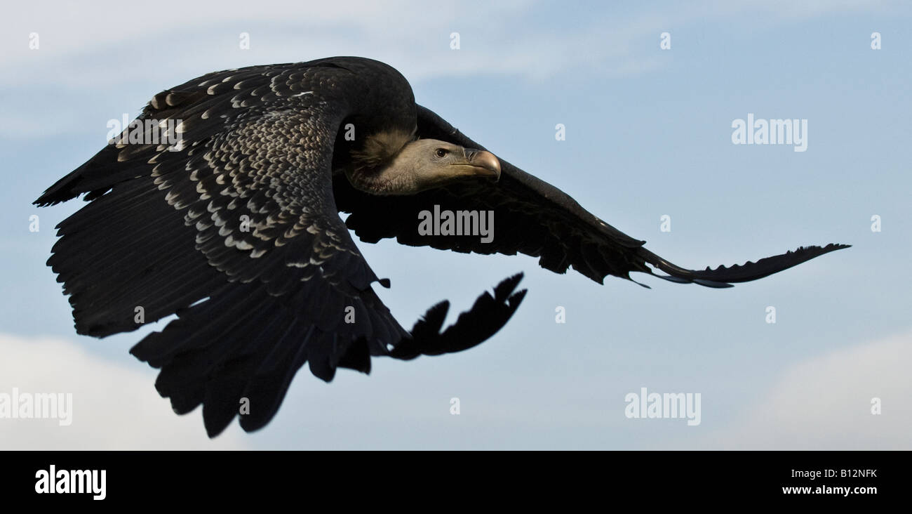 Rüppel's vulture dans le vol Banque D'Images