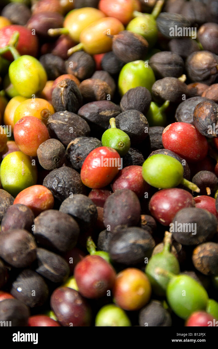 Les grains de café sont séchées au soleil à Sao Joaozinho s farm Espirito Santo do Pinhal Etat de Sao Paulo, Brésil 09 14 04 Banque D'Images