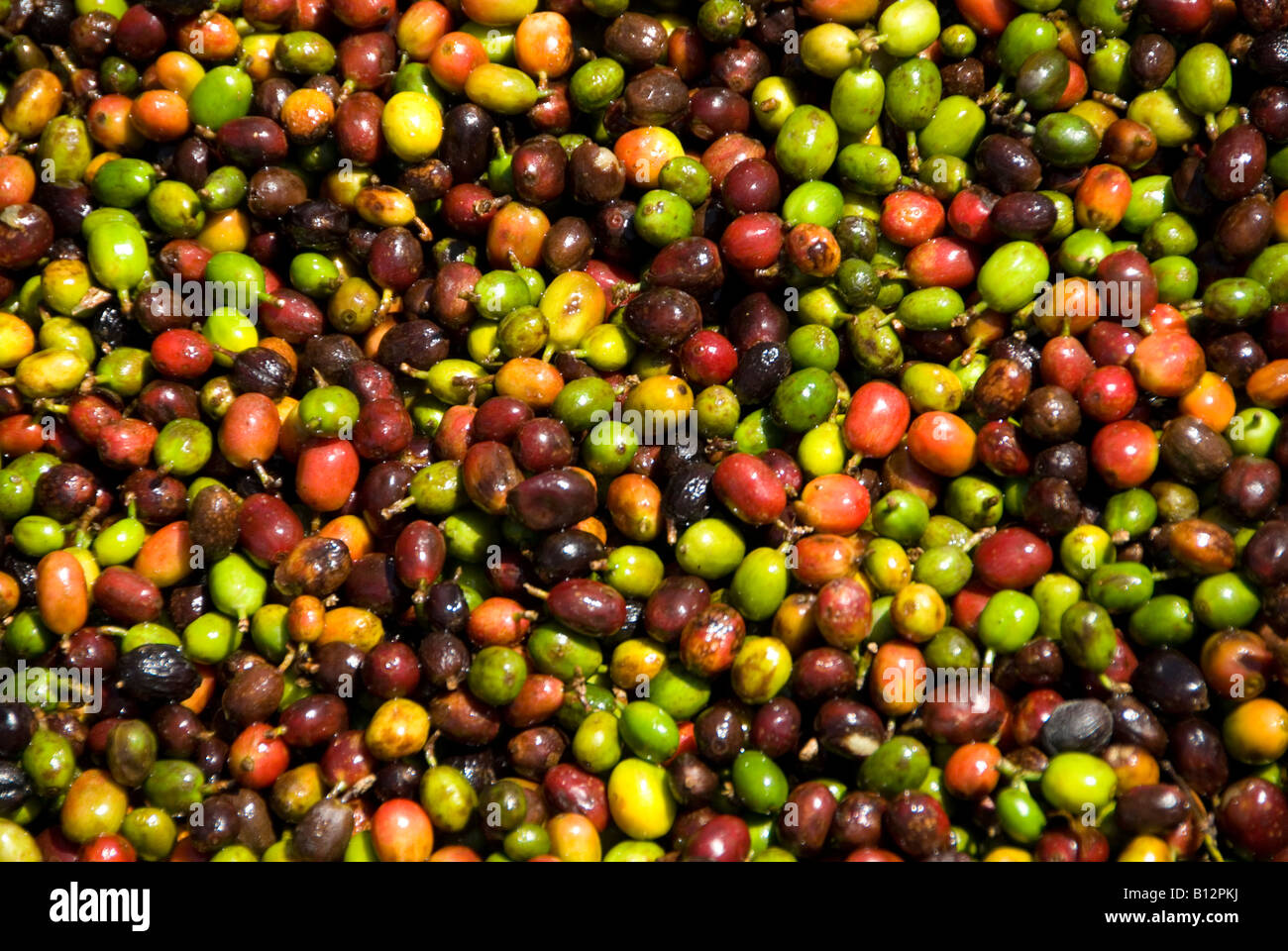 Les grains de café sont séchées au soleil à Sao Joaozinho s farm Espirito Santo do Pinhal Etat de Sao Paulo, Brésil 09 14 04 Banque D'Images