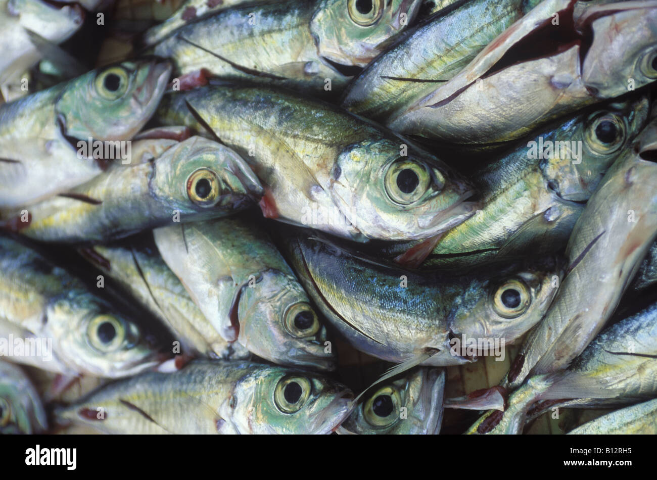 Nettoyer les poissons préparés en vente au marché flottant à Curaçao, Antilles néerlandaises Banque D'Images