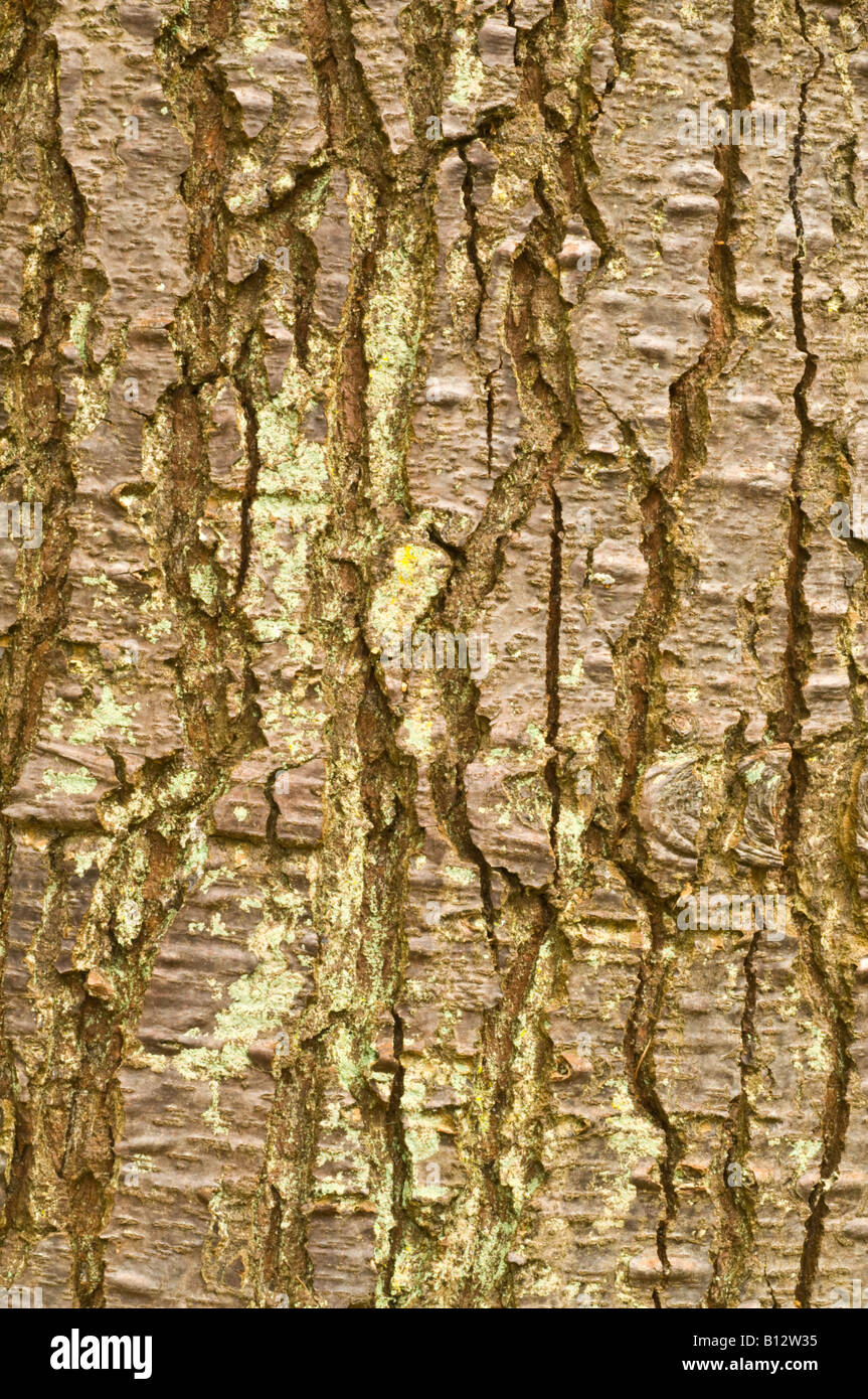 Sapin noble Abies procera de près de l'écorce de vieux arbre qui pousse dans le Perthshire Scotland UK Septembre Banque D'Images