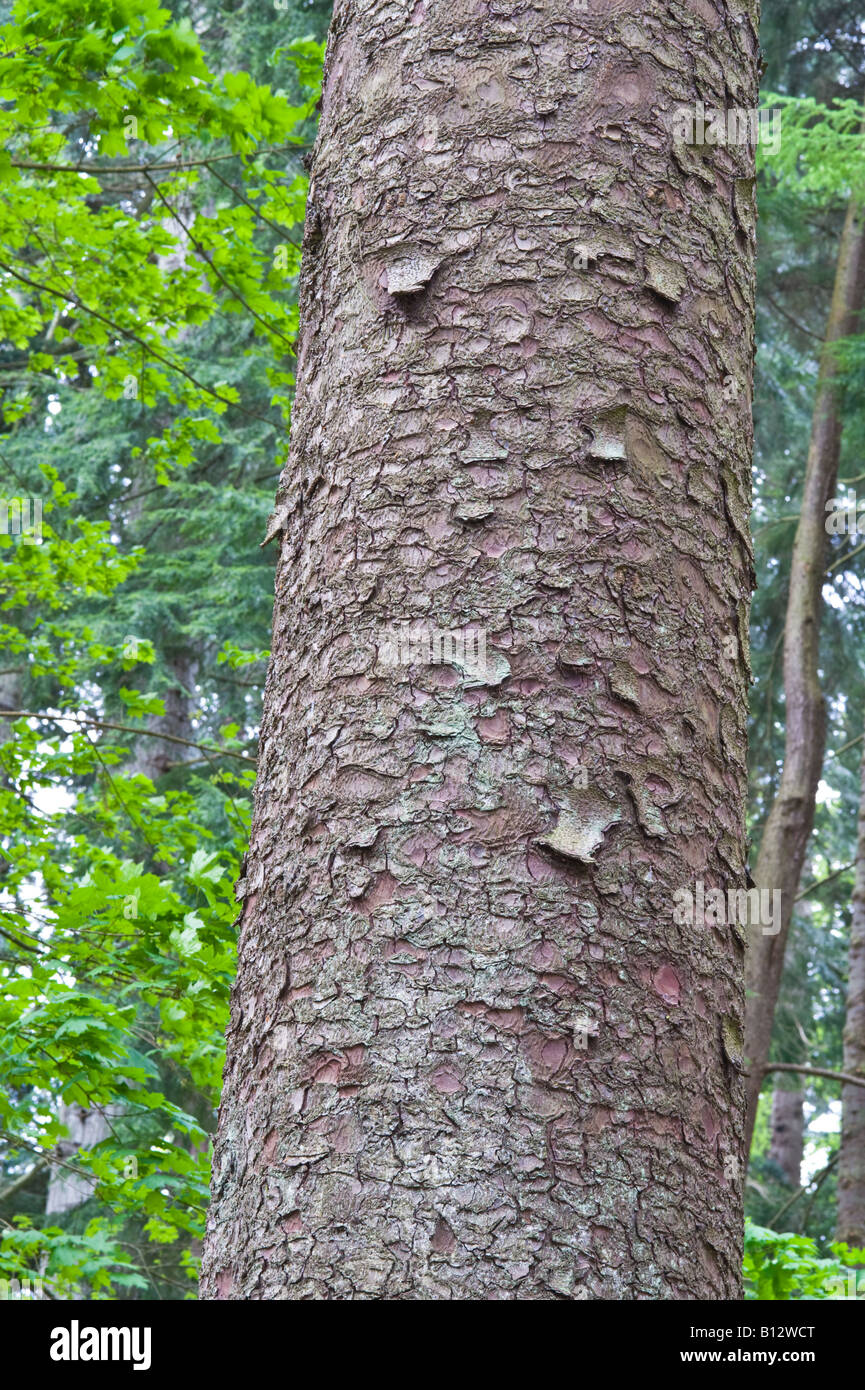 Epicéa de Sitka Picea sitchensis close up d'écorce d'arbre adulte Perthshire Big Tree Pays Écosse Angleterre Europe Mai 2008 Banque D'Images