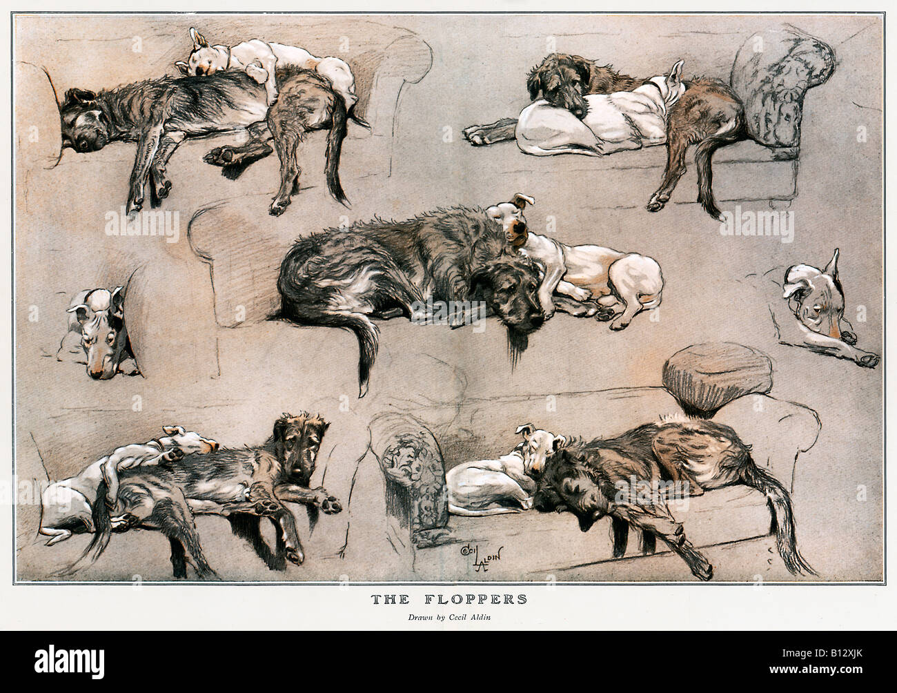 Les années 1920 Floppers illustration par artiste peintre Cecil Aldin de chiens au repos sur le sofa du salon Banque D'Images