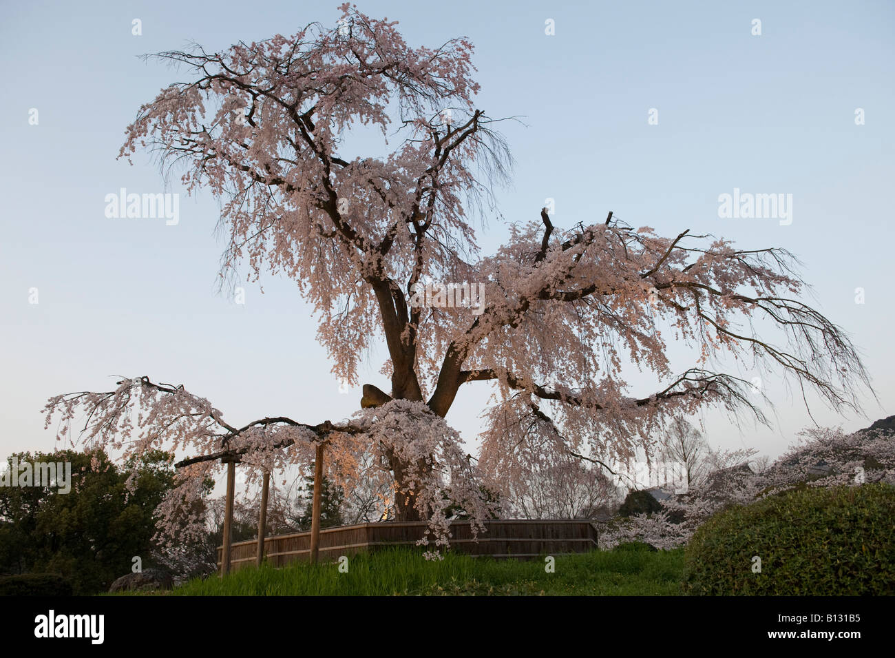 Le Japon, Kyoto, parc Maruyama pendant la saison des cerisiers en fleur au printemps. Un ancien cerisier pleureur (shidaresakura) est courts de chaque soir Banque D'Images