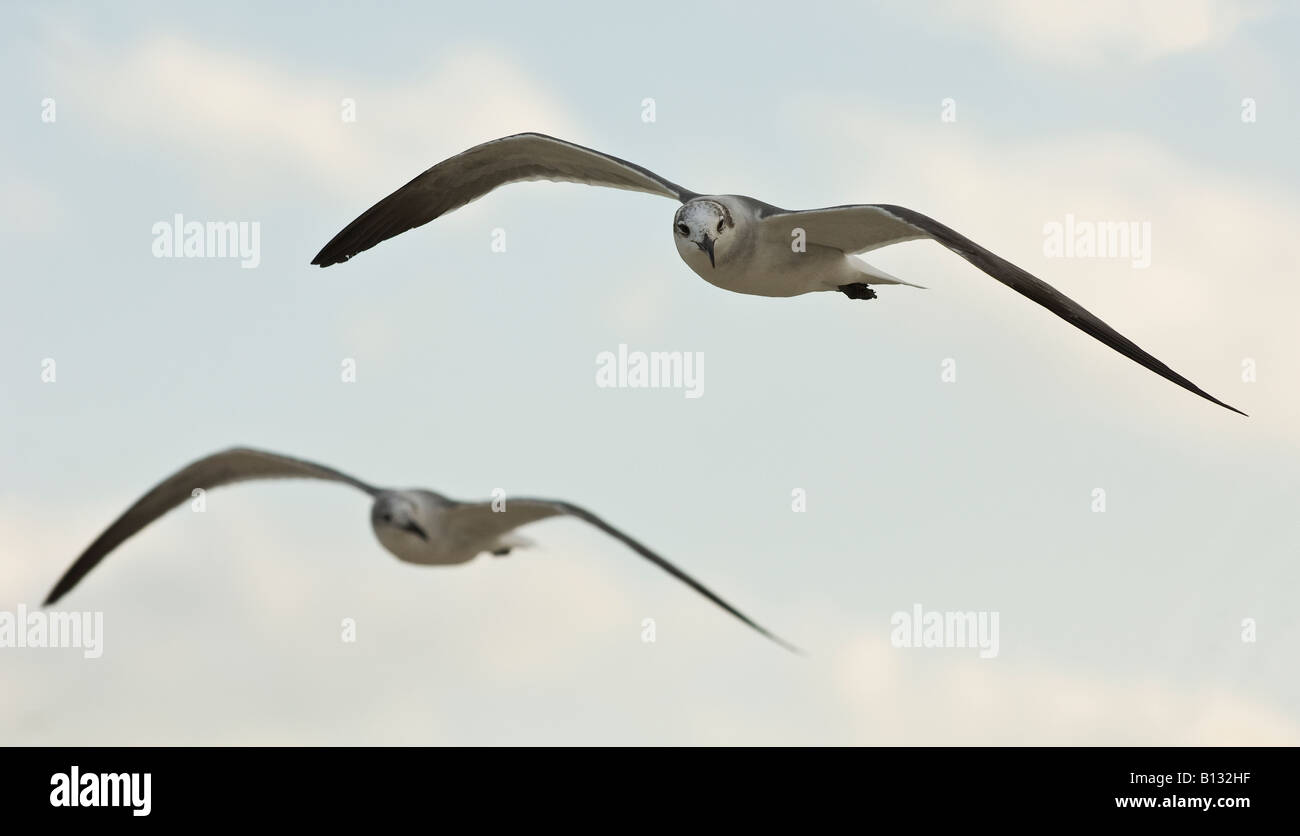Mouettes volant dans le vent sur South Beach, Miami Banque D'Images