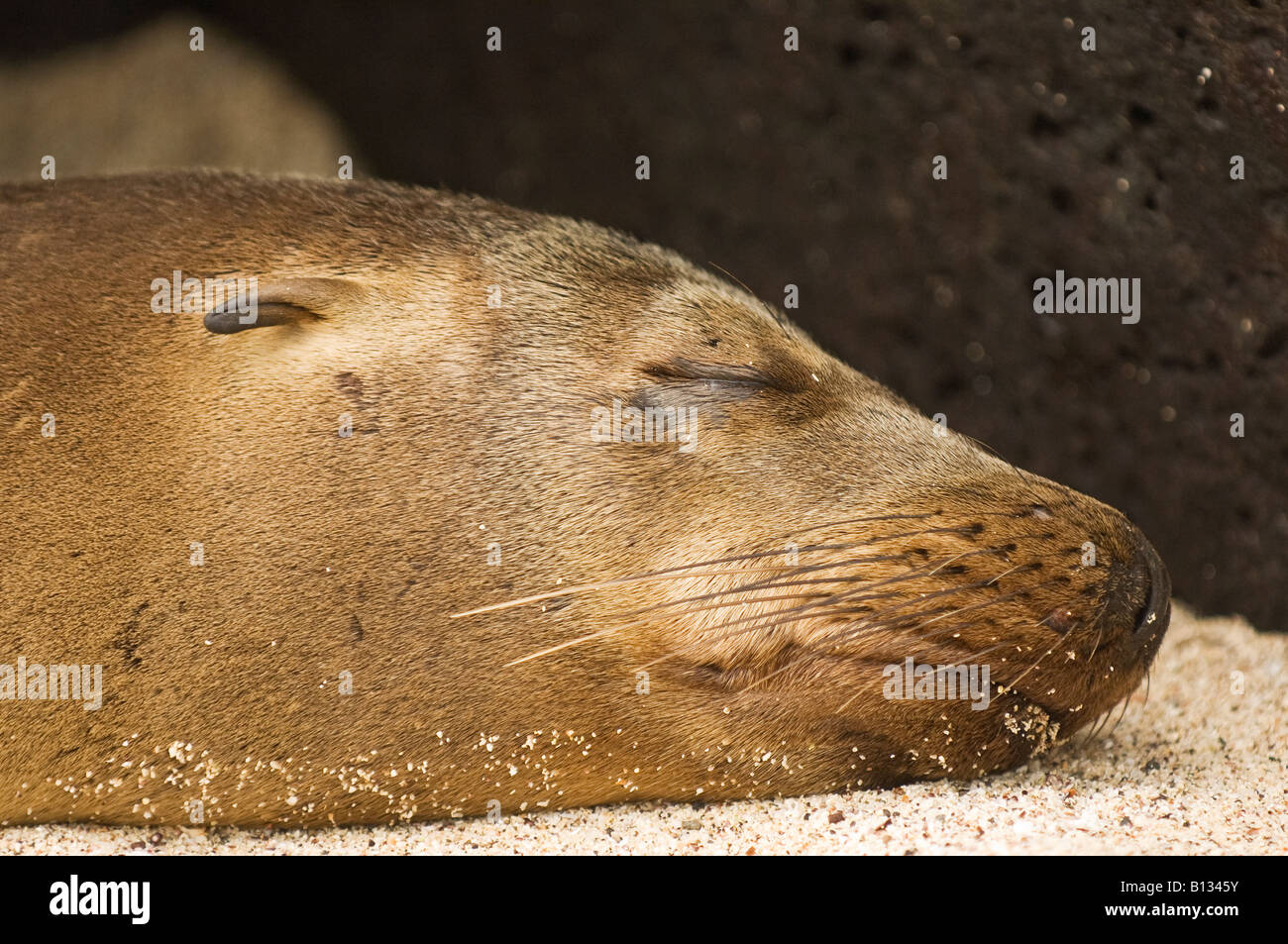 Un Galapgos Sea Lion dort dans le soleil Banque D'Images