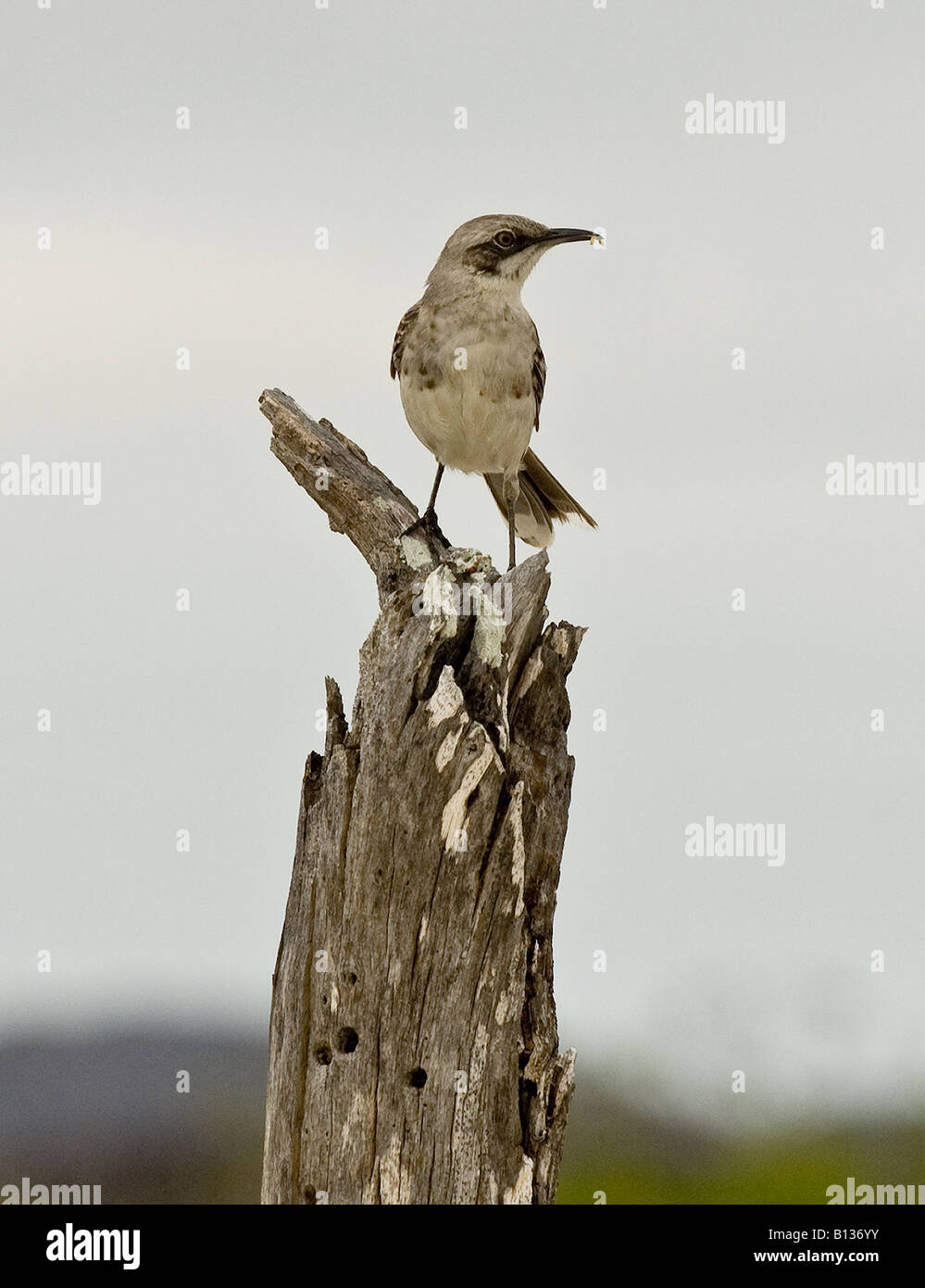 Un Mockingbird Galapagos avec les insectes dans son bec pour nourrir leurs jeunes s'assied sur une souche d'arbre Banque D'Images