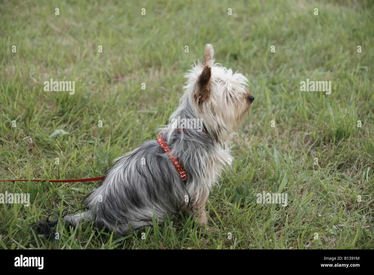 Un chien yorkshire terrier Banque D'Images