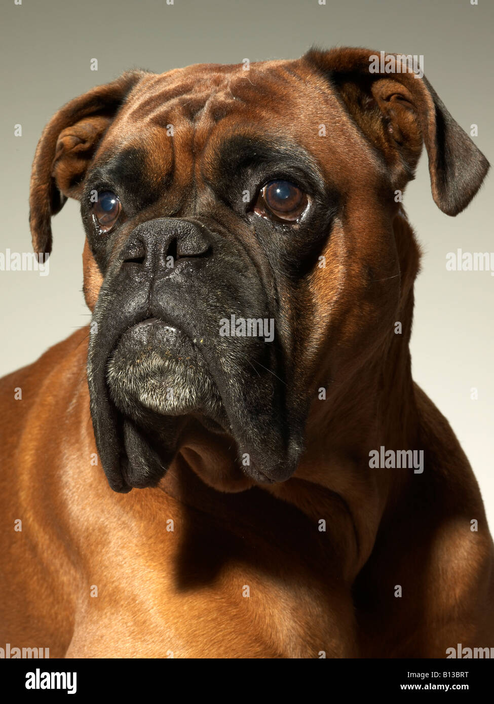 Foxhound Banque D'Images