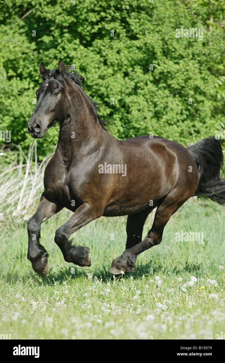 Cheval frison - le galop on meadow Banque D'Images