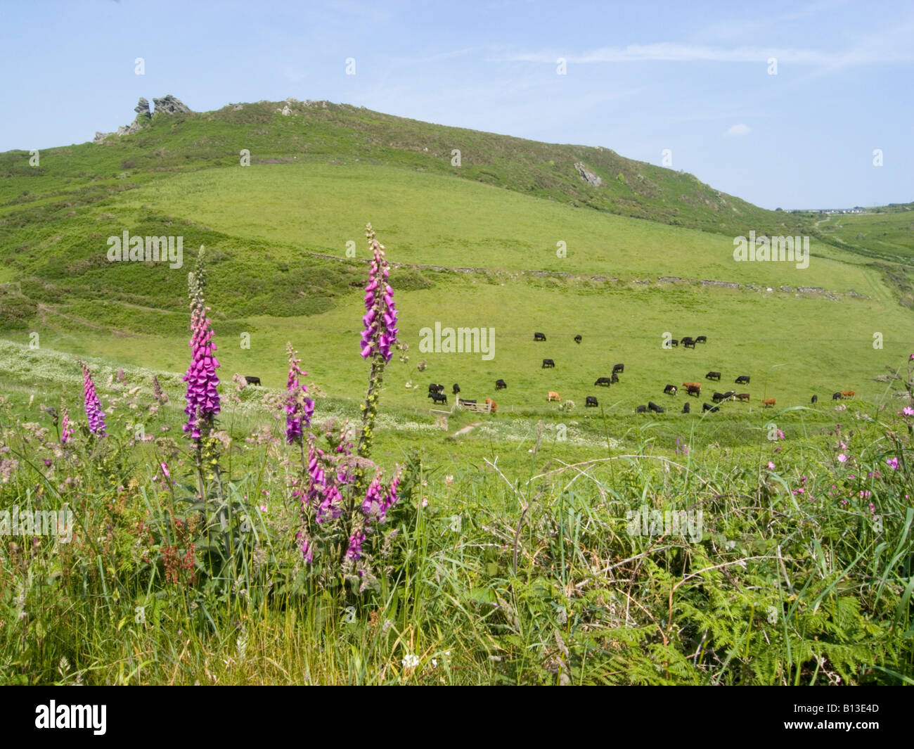 Paysage de fauxgants fleuris et de pâturage de bétail sur les collines de la Bollberry Down, South Hams, Devon. ROYAUME-UNI Banque D'Images