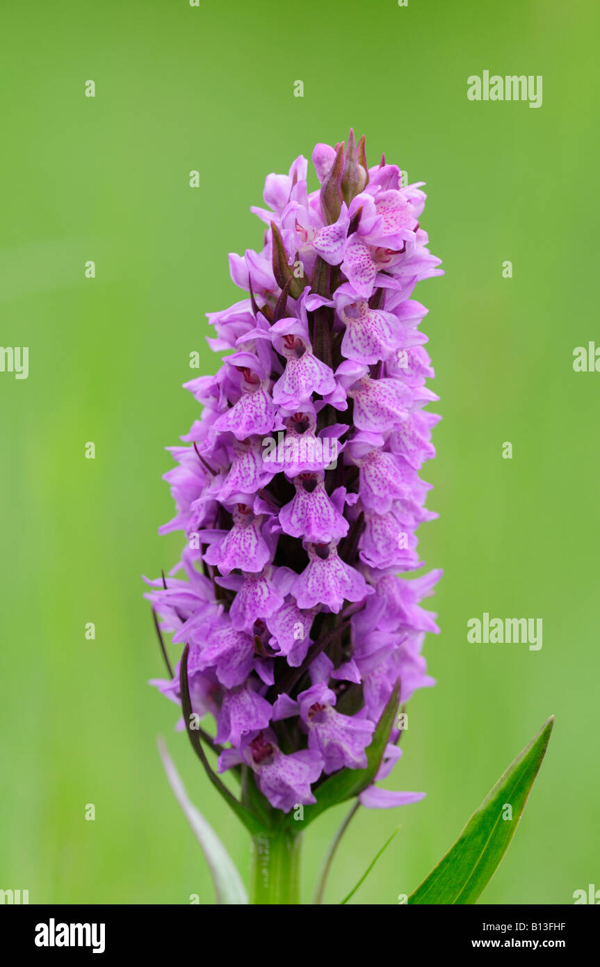 Orchidée Dactylorhiza praetermissa marécageuse du sud Banque D'Images