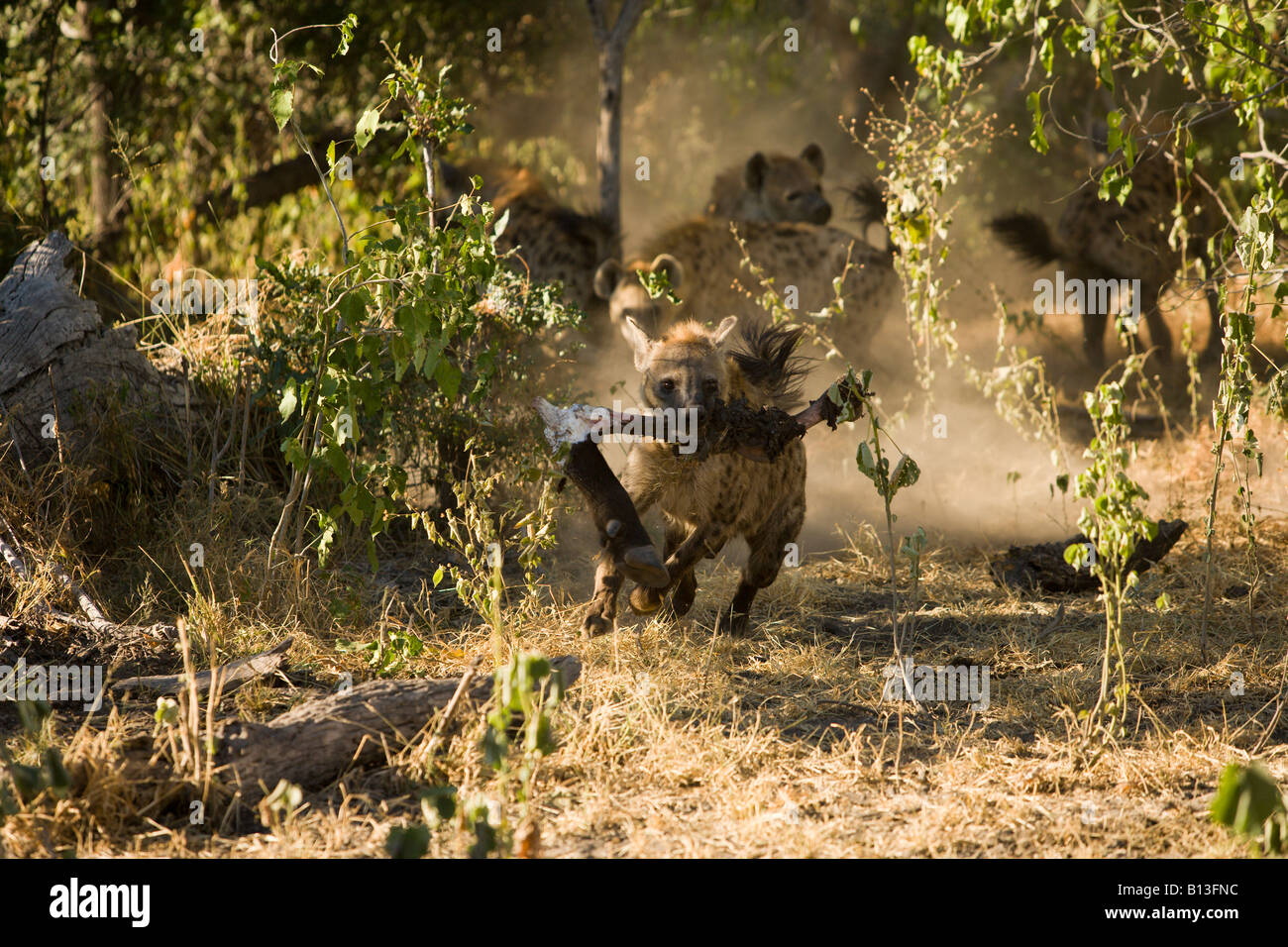 L'hyène tachetée, Hyaeninae, courant à travers brosse avec buffalo volés de la jambe, allumé dans un nuage de poussière Delta de l'Okavango Banque D'Images