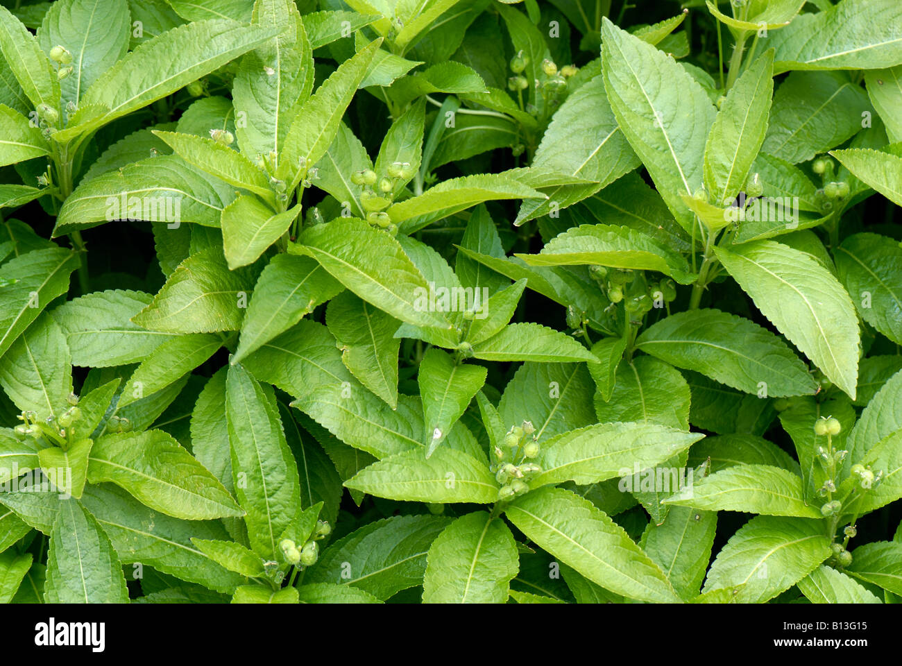 Mercure Mercurialis perennis chiens floraison de plantes et de semis dans les bois au début du printemps Banque D'Images