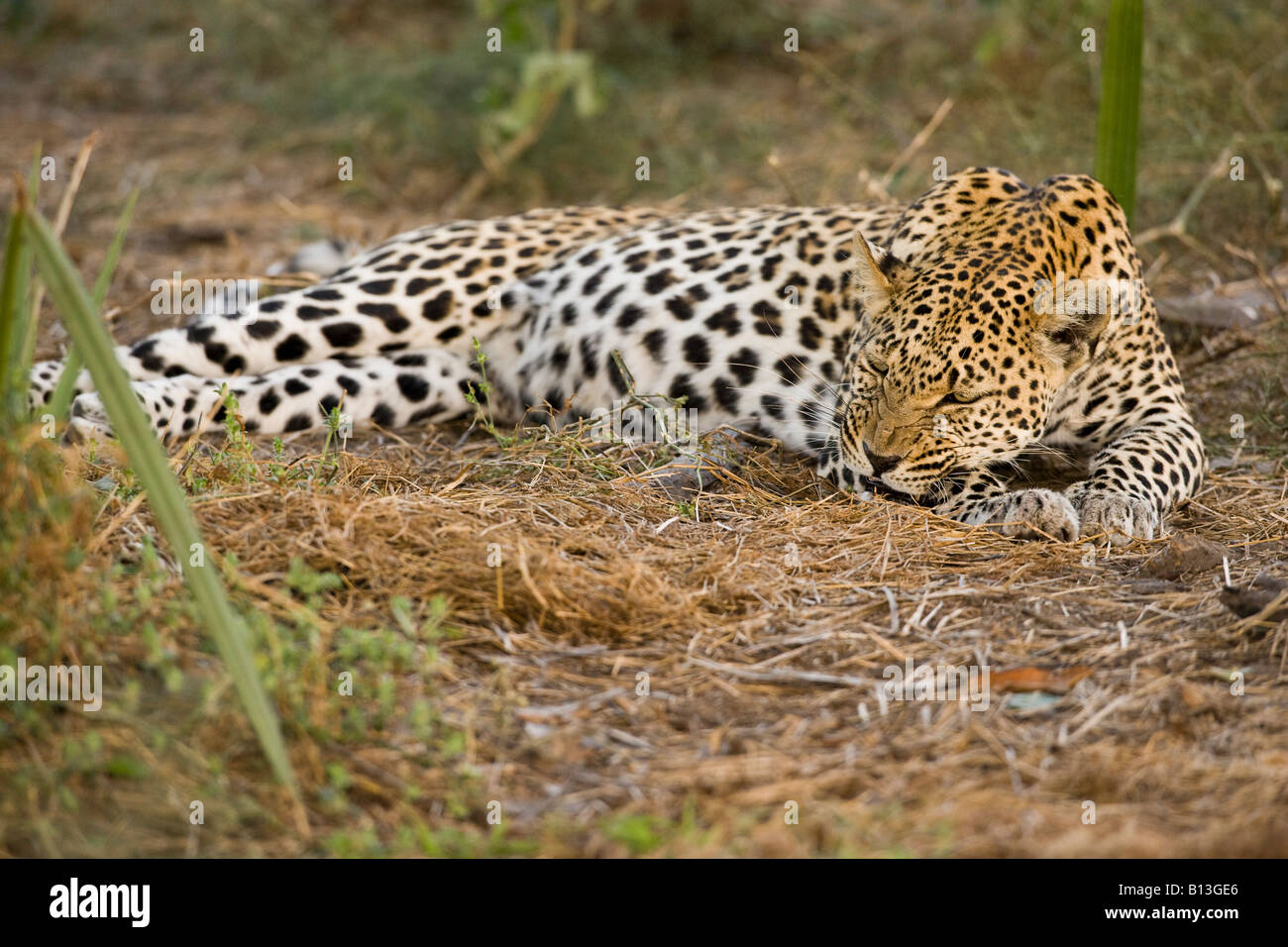 Sleepy adult African leopard couché, Panthera pardus, grognement grondant en colère au sujet d'avoir ses yeux de sommeil interrompu delta de l'Okavango au Botswana Banque D'Images