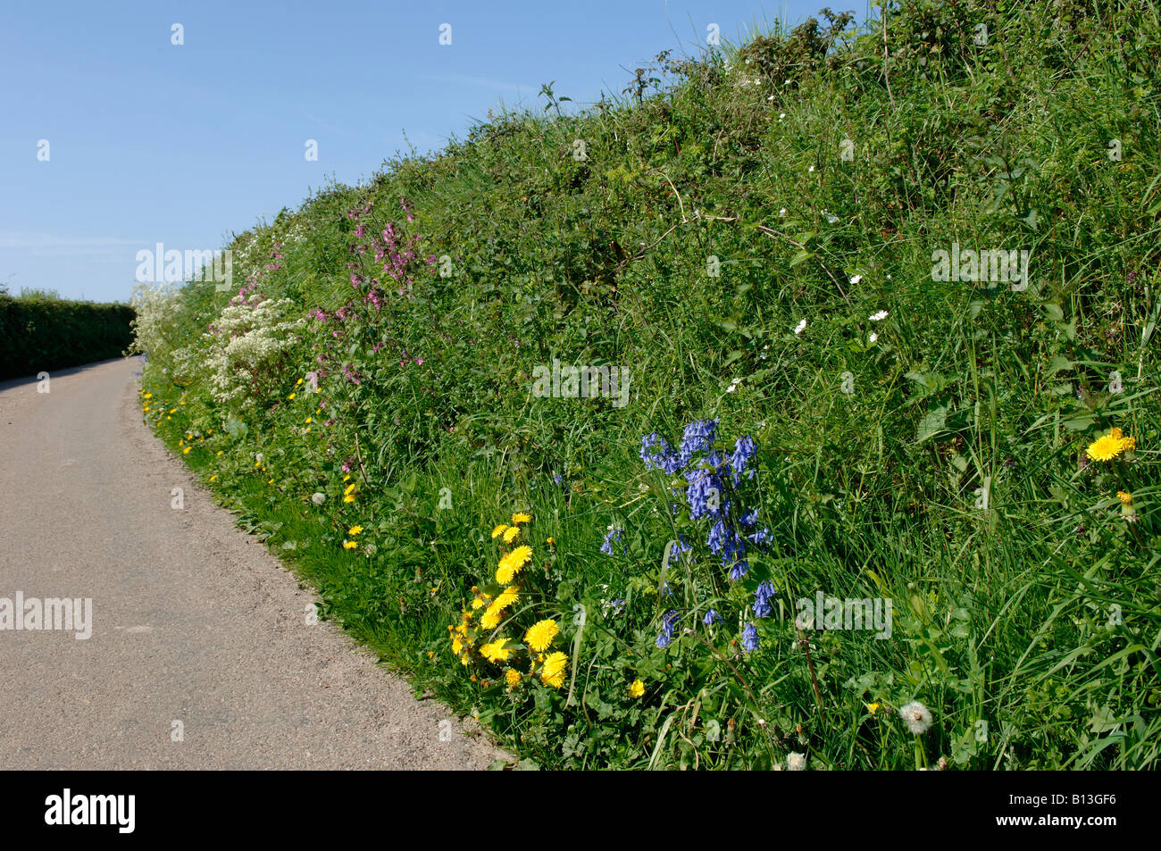 Devon bank sur une route de campagne au printemps avec bluebells campions Autres fleurs Banque D'Images
