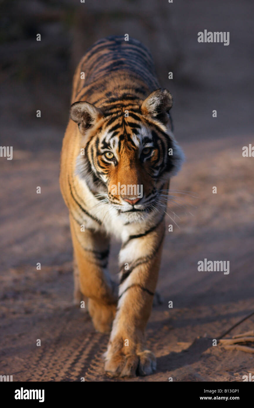 Tigre du Bengale dans la lumière du matin à la Réserve de tigres de Ranthambore, le Rajasthan en Inde. (Panthera tigris) Banque D'Images