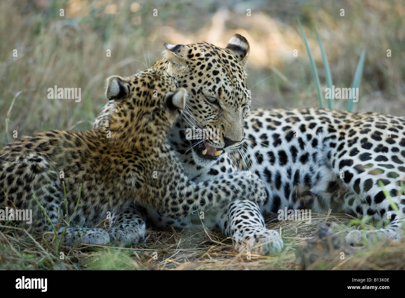 African léopard, Panthera pardus, mère et son petit jouer cub bites mère qui montre les dents dans sa désapprobation au Botswana, Okavango Delta Banque D'Images