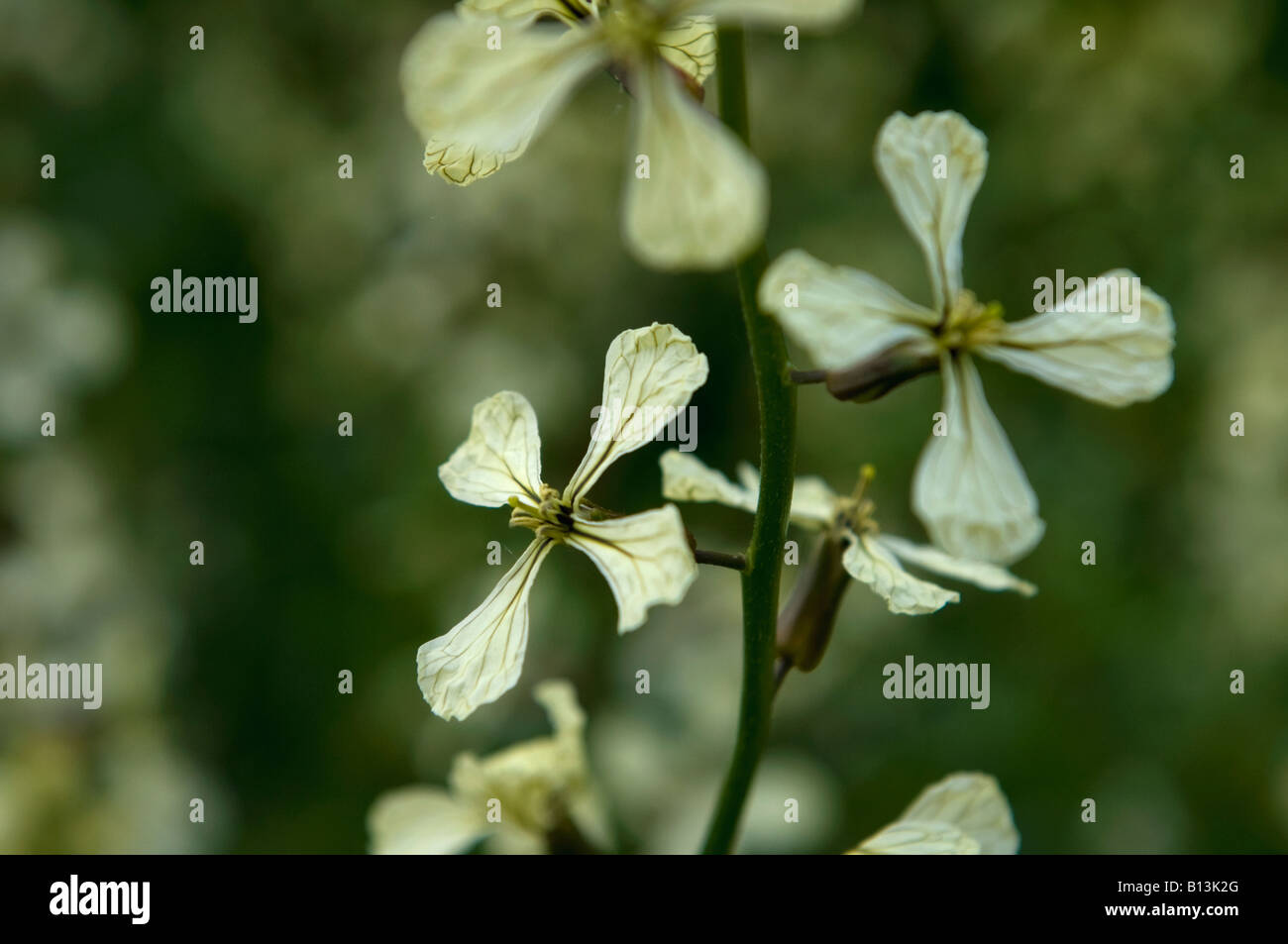 Rocket en fleur, l'été 2008. Banque D'Images