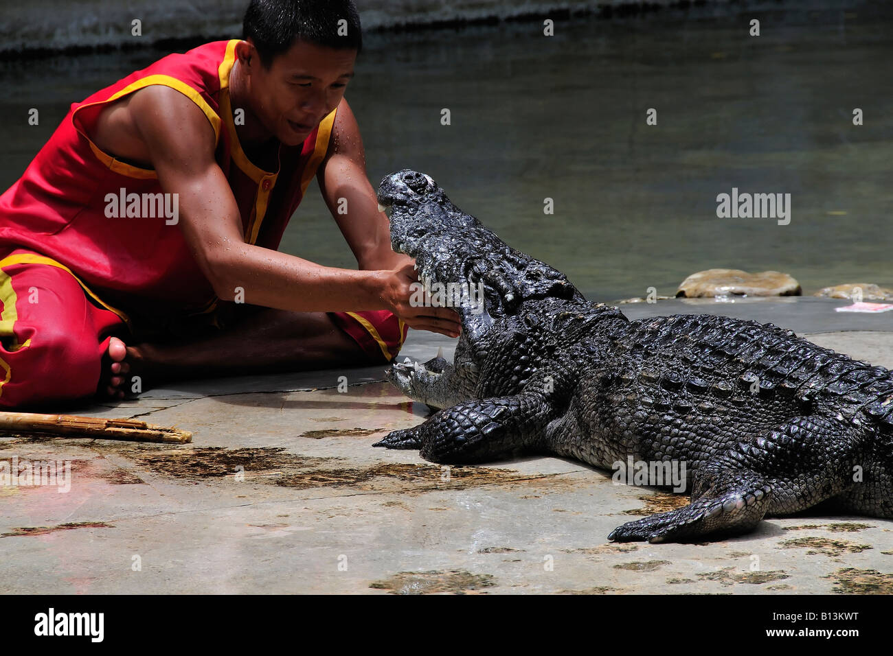 L'homme asiatique montrant l'extrême courage en mettant sa main dans une bouche de crocodile. Crocodile célèbre montre en Thaïlande. Banque D'Images