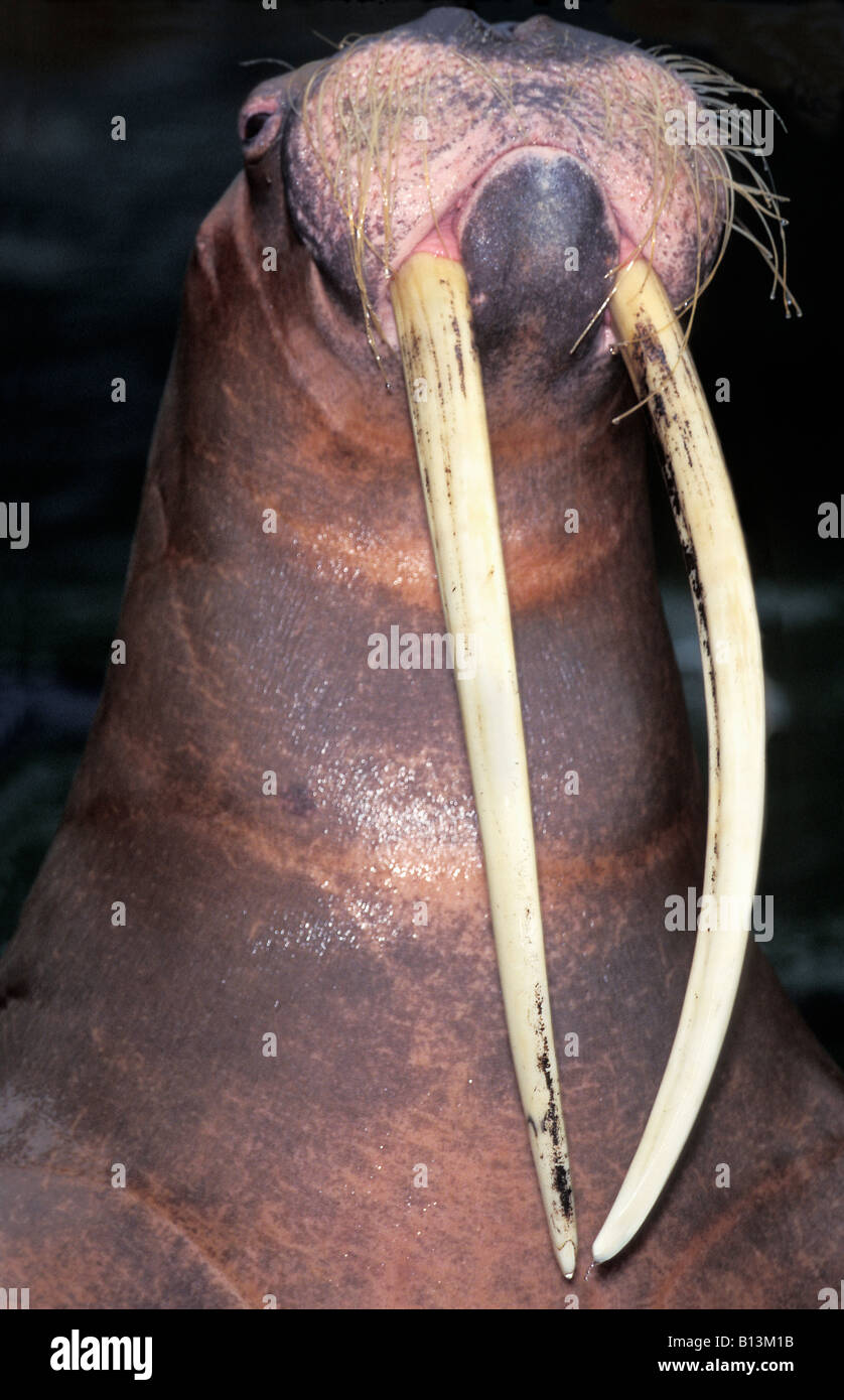 Walross morse Le morse (Odobenus rosmarus) Arctique animaux portrait Arktis Canoidea Carnivora carnivores Flossenfuesser Kopf Mammalia Banque D'Images