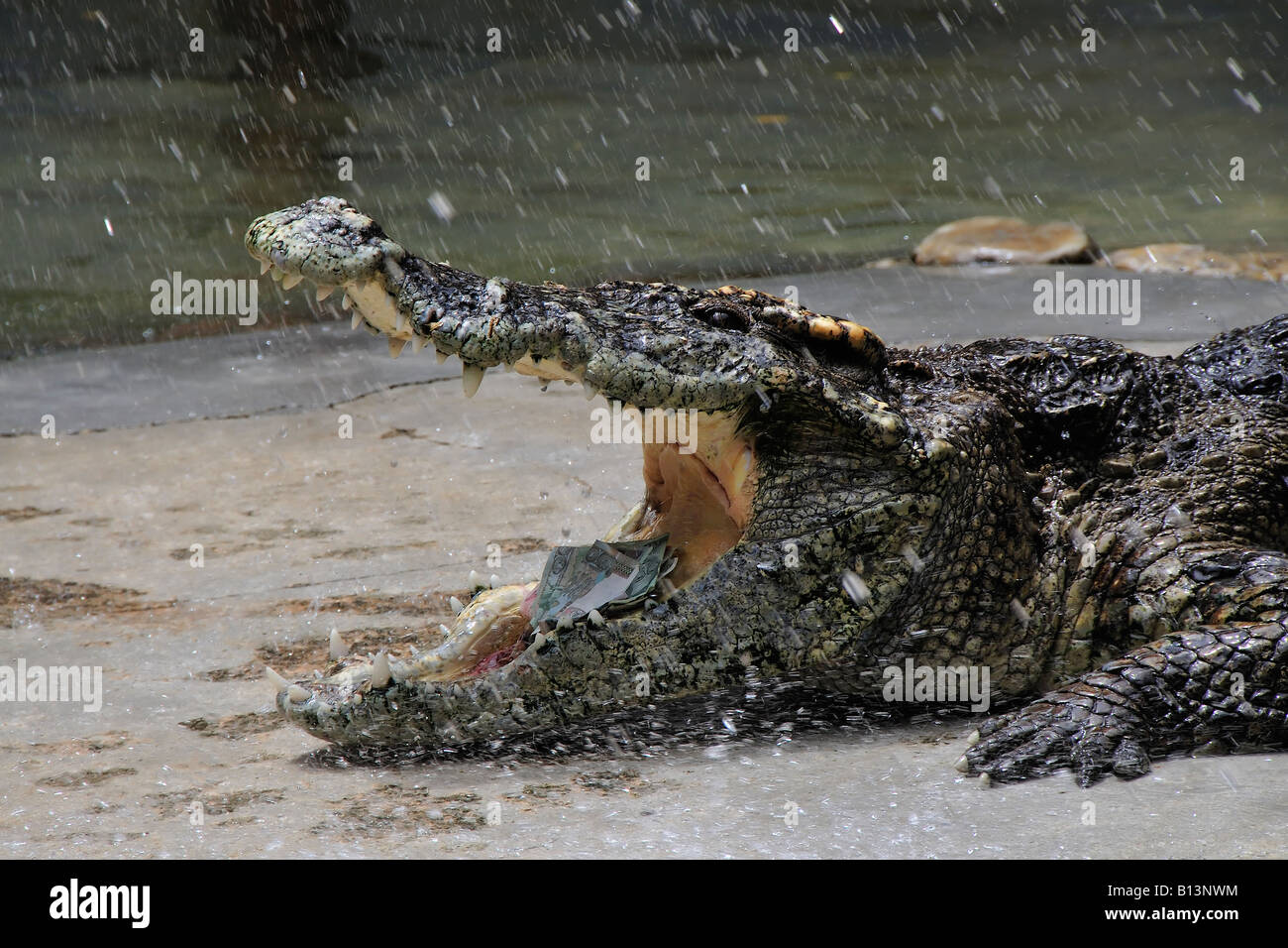L'argent est en sécurité dans un crocodile bouche ferme aux crocodiles de Samut Prakan et Zoo, Thaïlande Banque D'Images