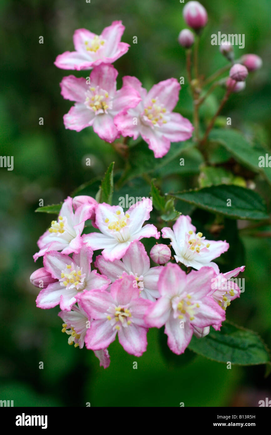 DEUTZIA X ELEGANTISSIMA ROSEALIND AGM Banque D'Images