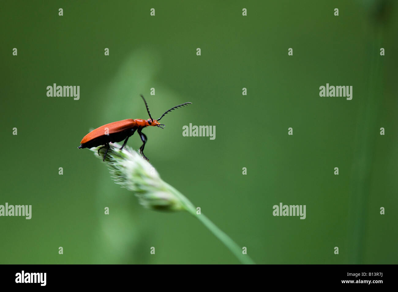 Pyrochroa serraticornis. Tête rouge cardinal beetle Banque D'Images