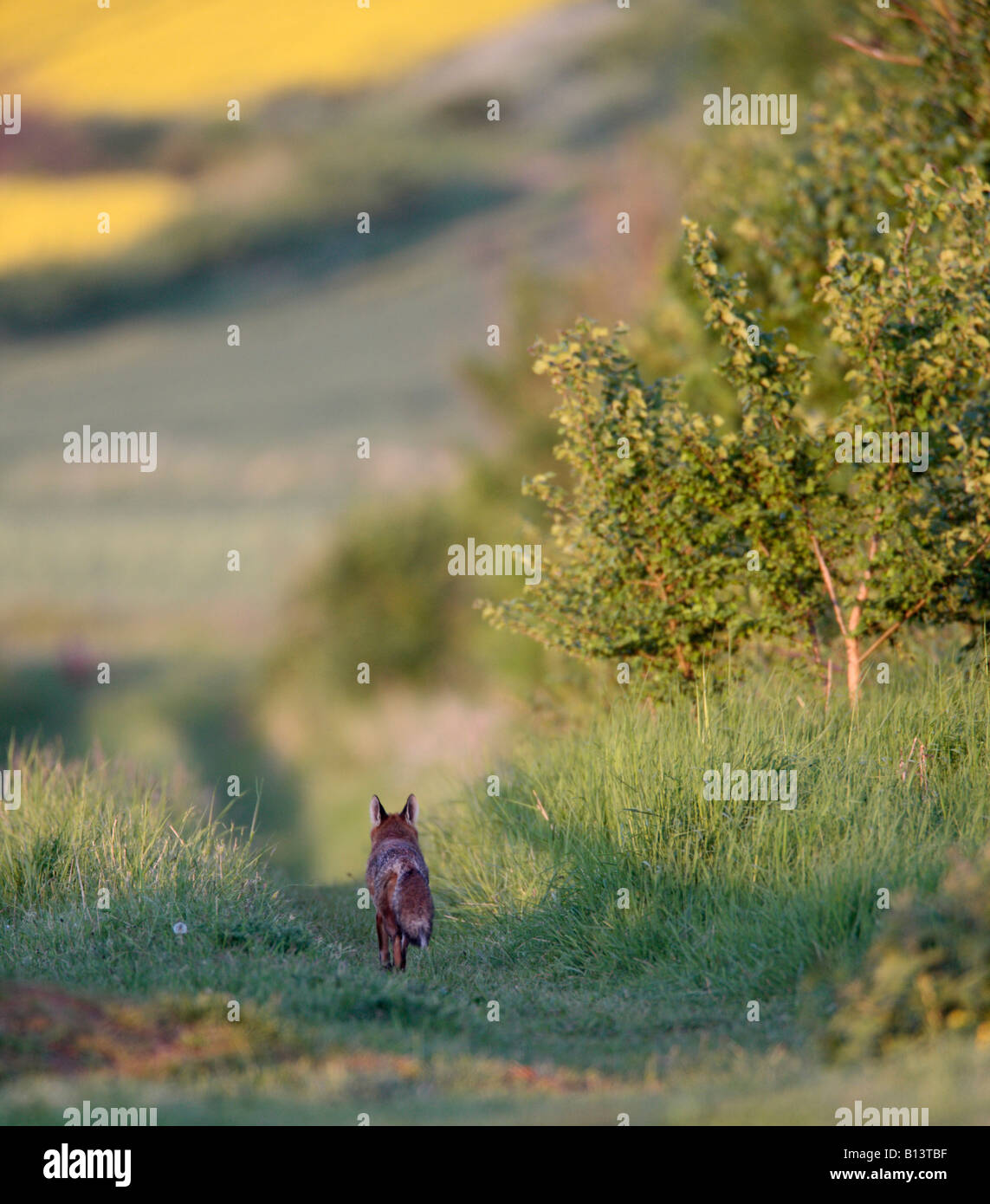 Le renard roux Vulpes vulpes walking down farm track Bedfordshire Potton Banque D'Images
