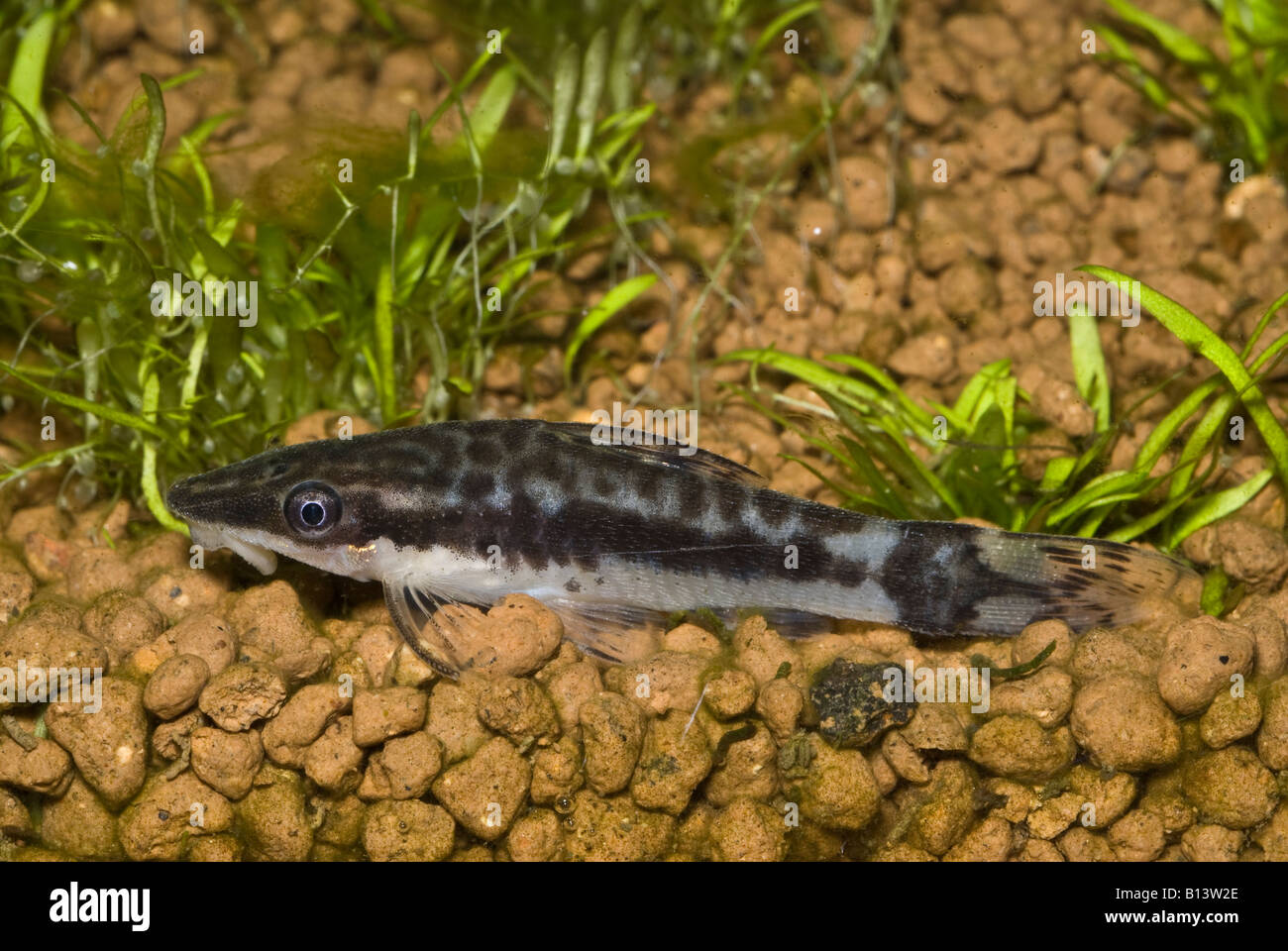 Otocinclus affinis, Amérique du Sud, algues, poissons tropicaux d'eau douce des Ploceidae, siluriform Banque D'Images