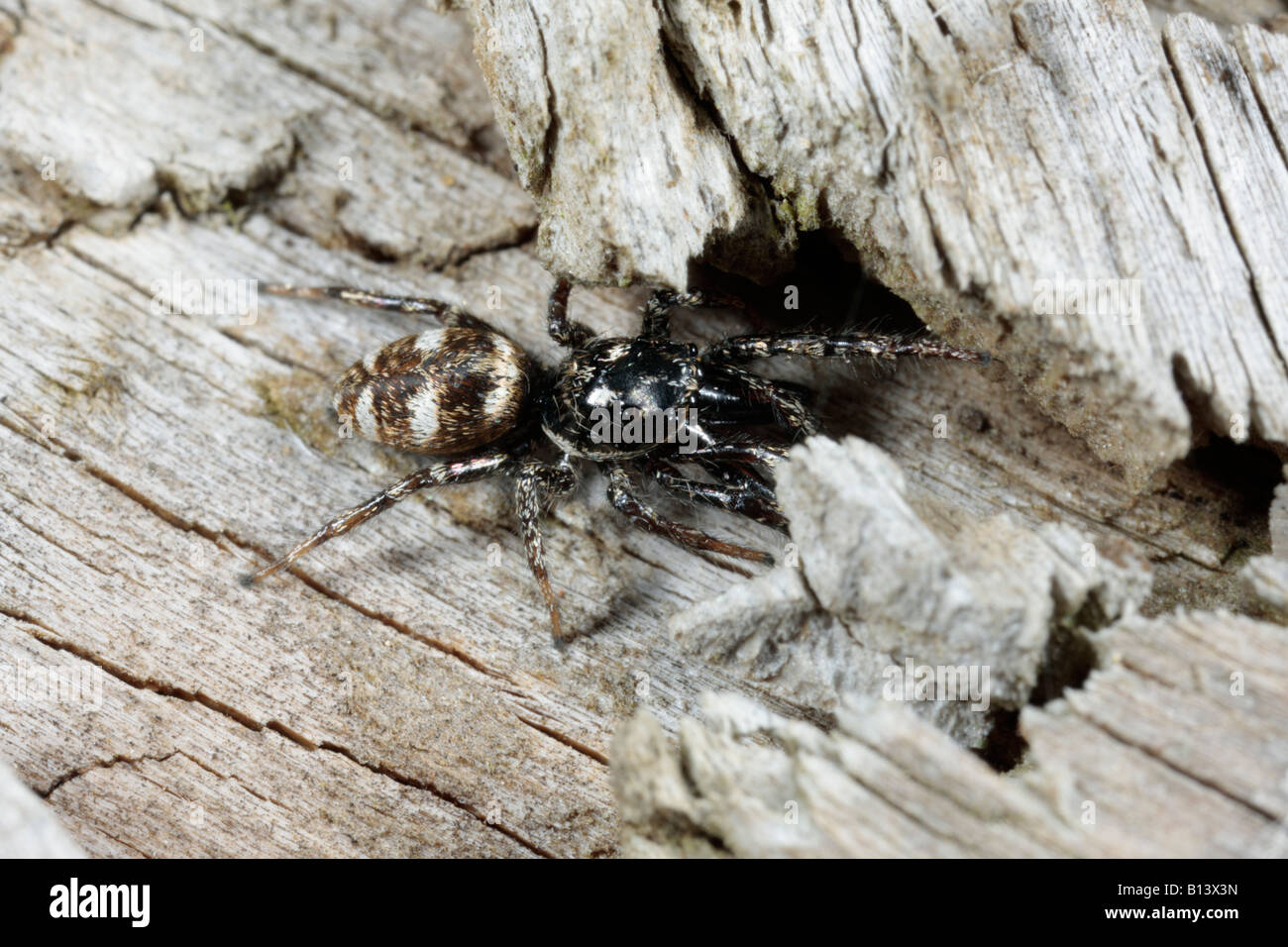 Salticus scenicus araignée sauteuse zebra sur log Potton chasse Bedfordshire Banque D'Images