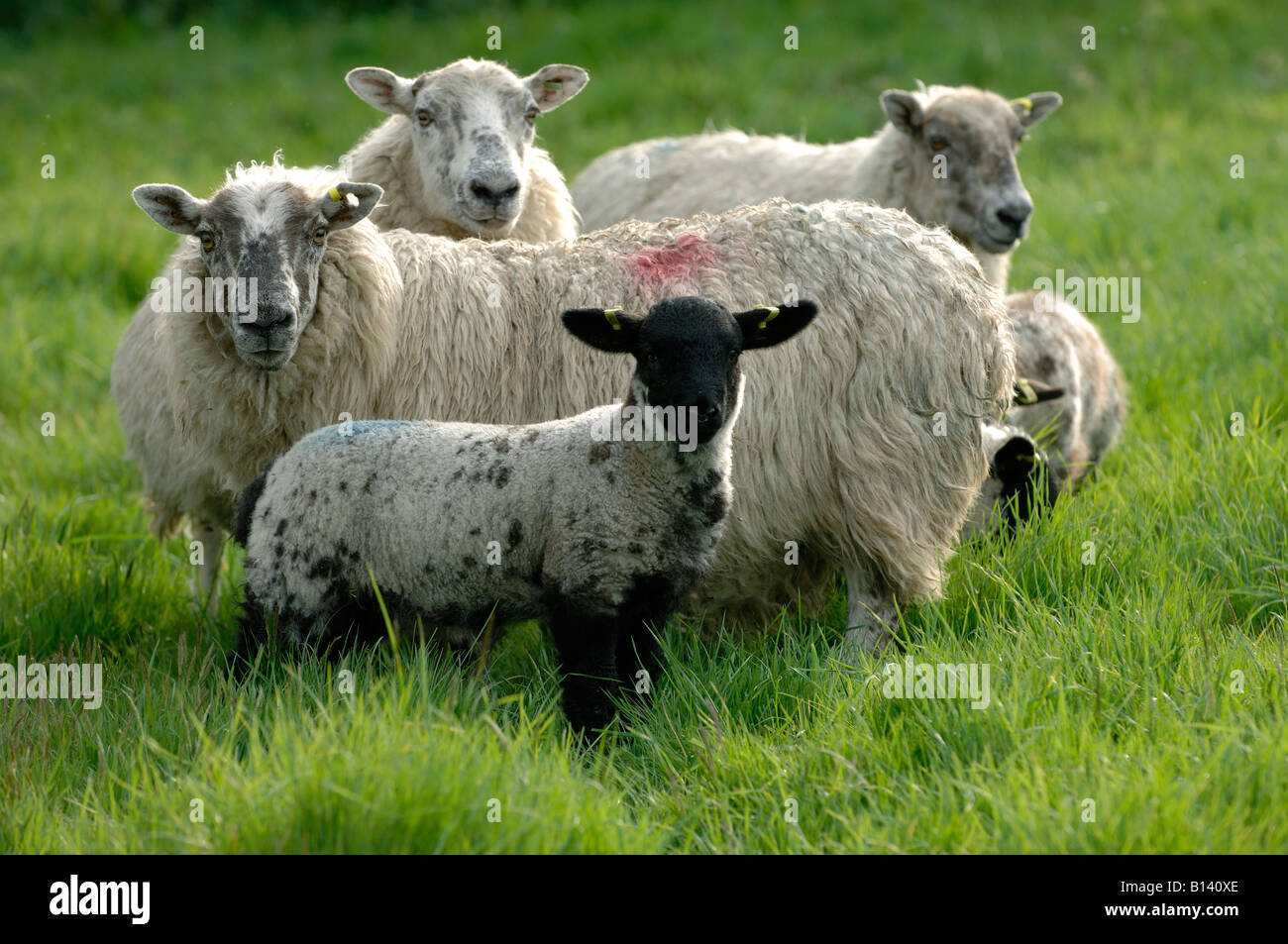 Nord de l'Angleterre mule mouton brebis avec agneau croix blackface sur la bonne herbe Banque D'Images
