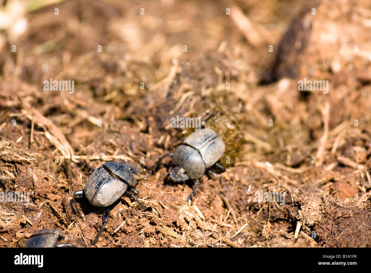 Les bousiers (Scarabaeoidea) - Afrique du Sud Banque D'Images