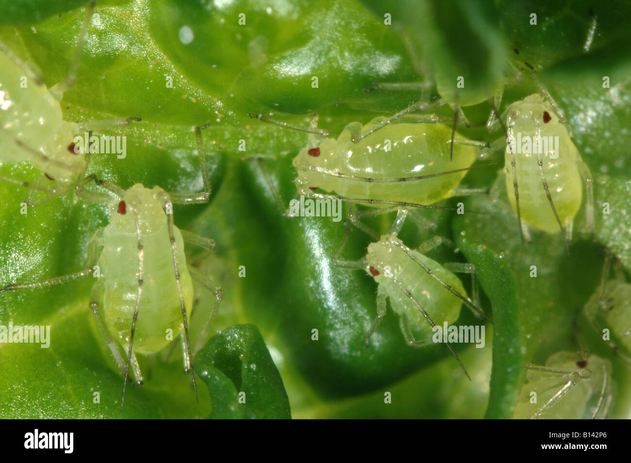 Les pucerons de la pomme de terre sous serre Aulacorthum solani sur feuille de piment Banque D'Images