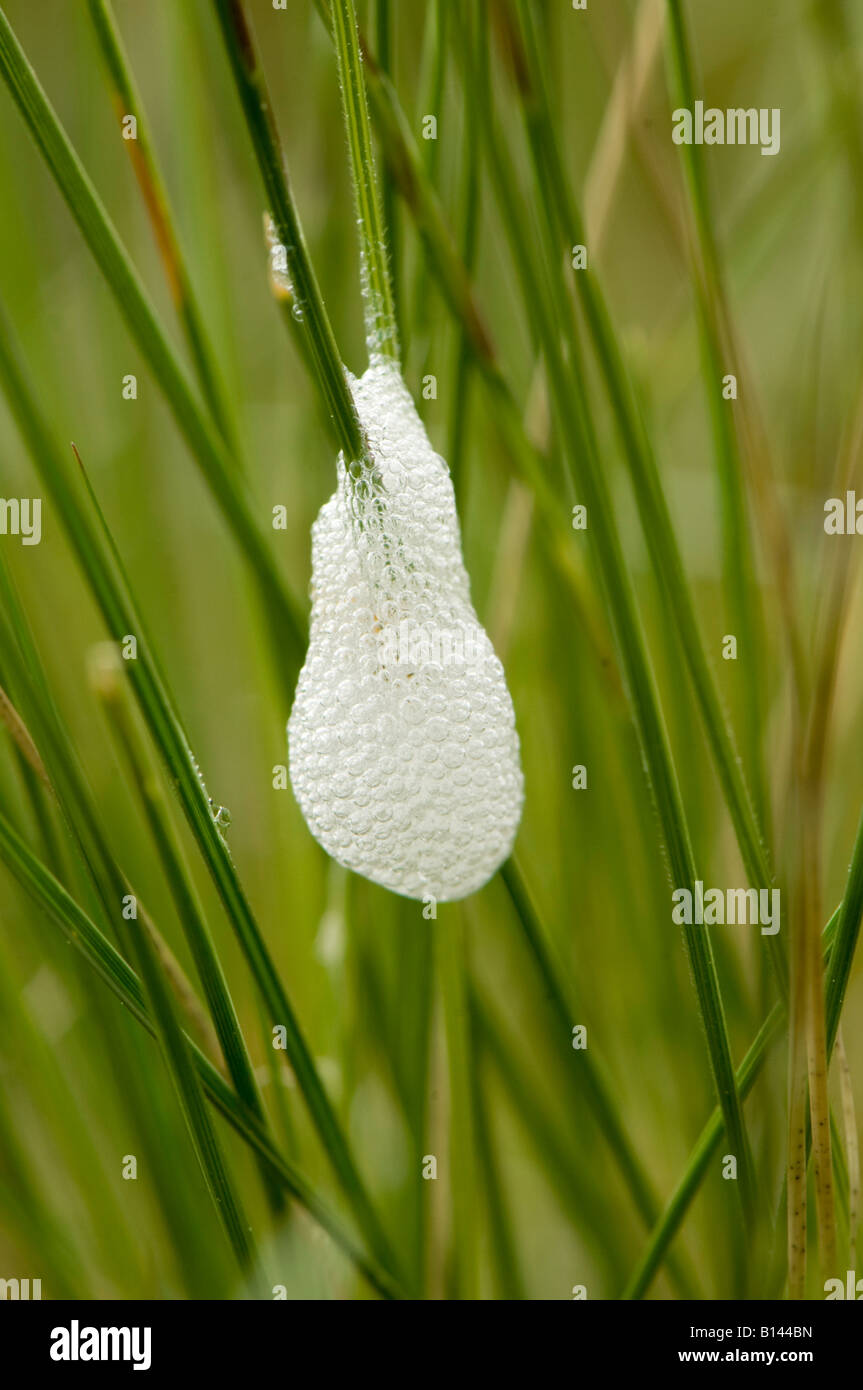 Philoenus Froghopper commun nymphe spumarius dans cuckoo spit Moorland mousse en Cumbria Banque D'Images