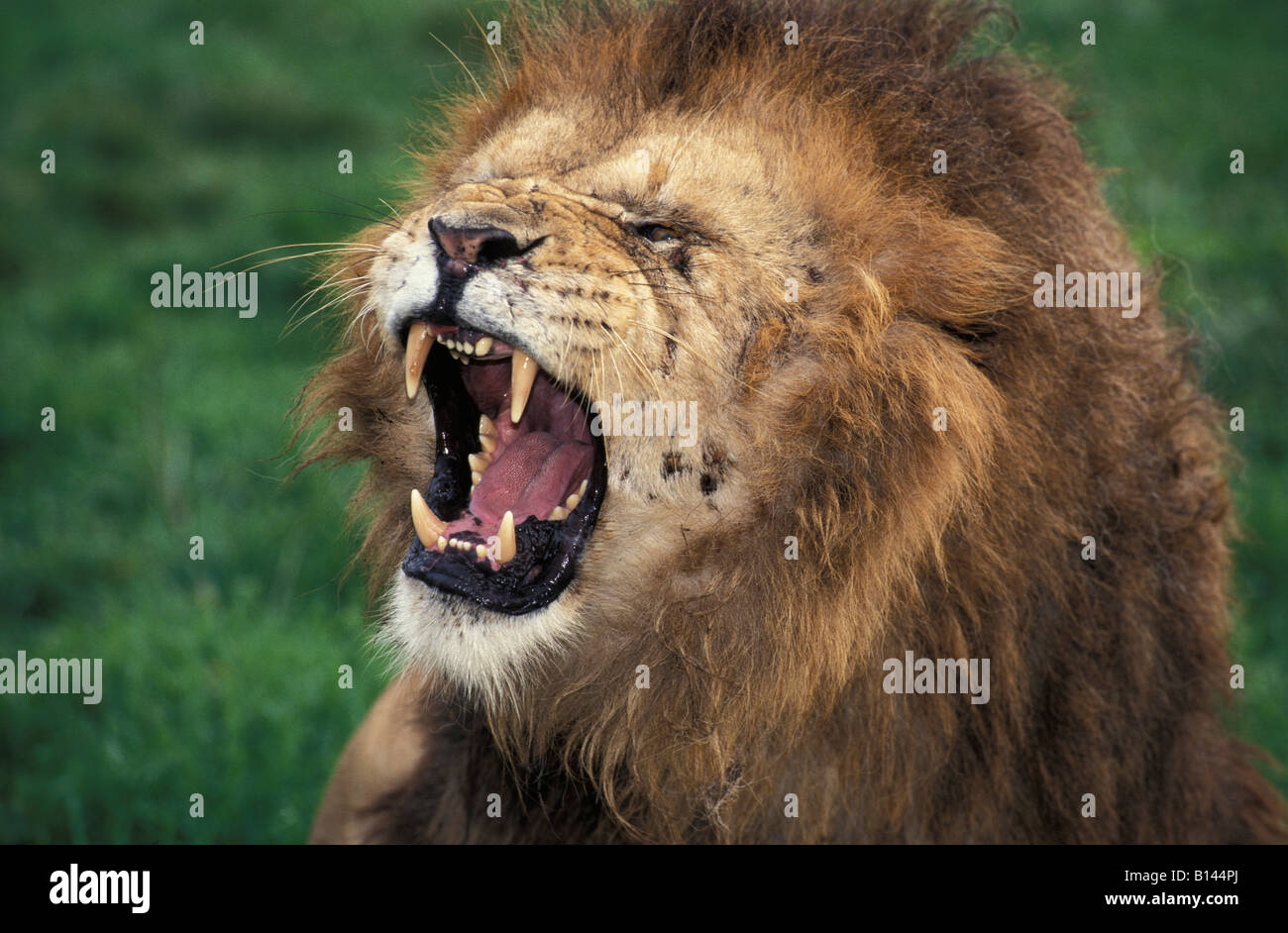 Roaring lion Panthera leo Parc National de Nairobi Kenya Afrique Afrique carnivore carnivores dangereux danger alarme expressi Banque D'Images