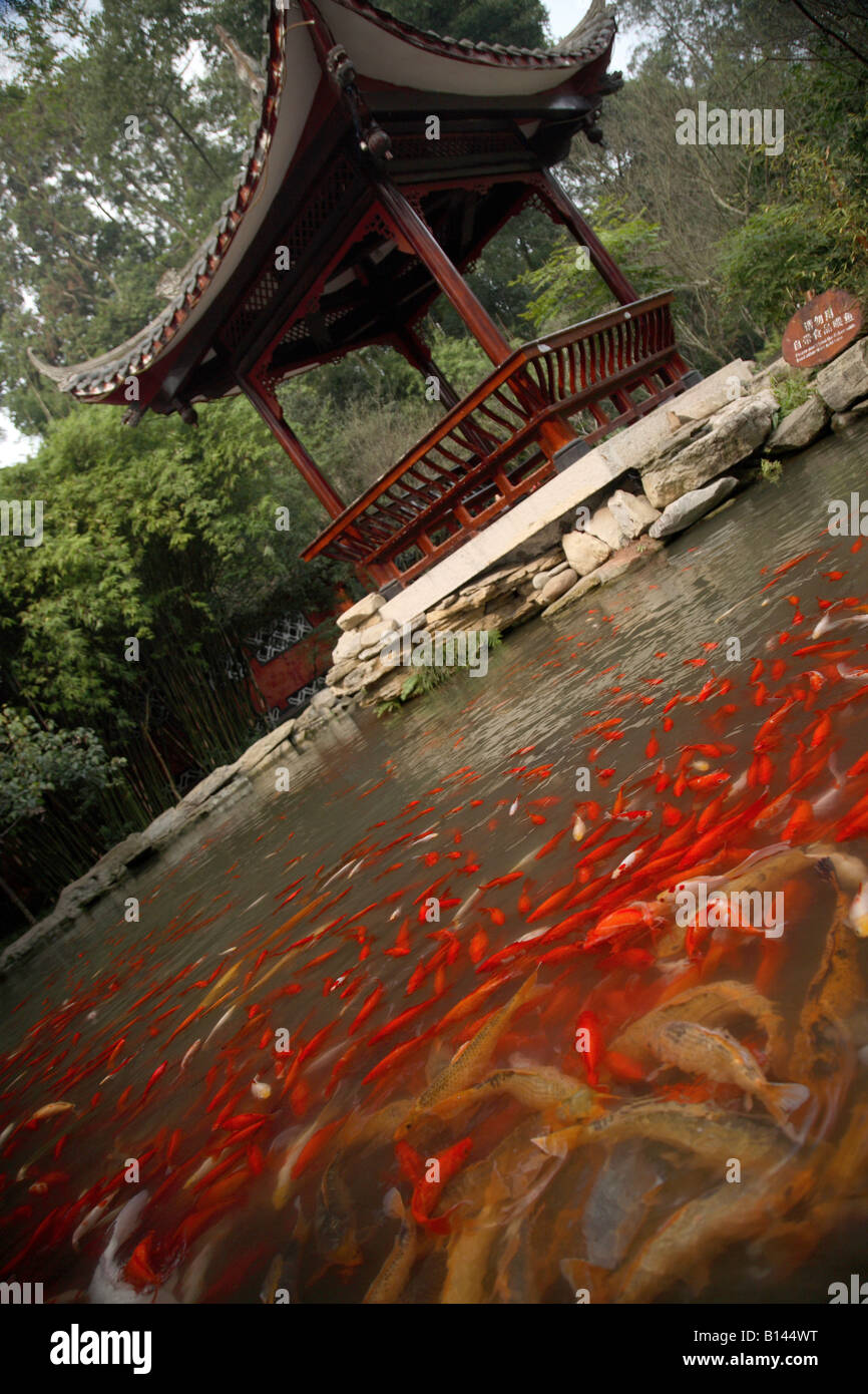 Un étang rempli de carpes Koï au bouddha géant de Leshan, Chine Banque D'Images